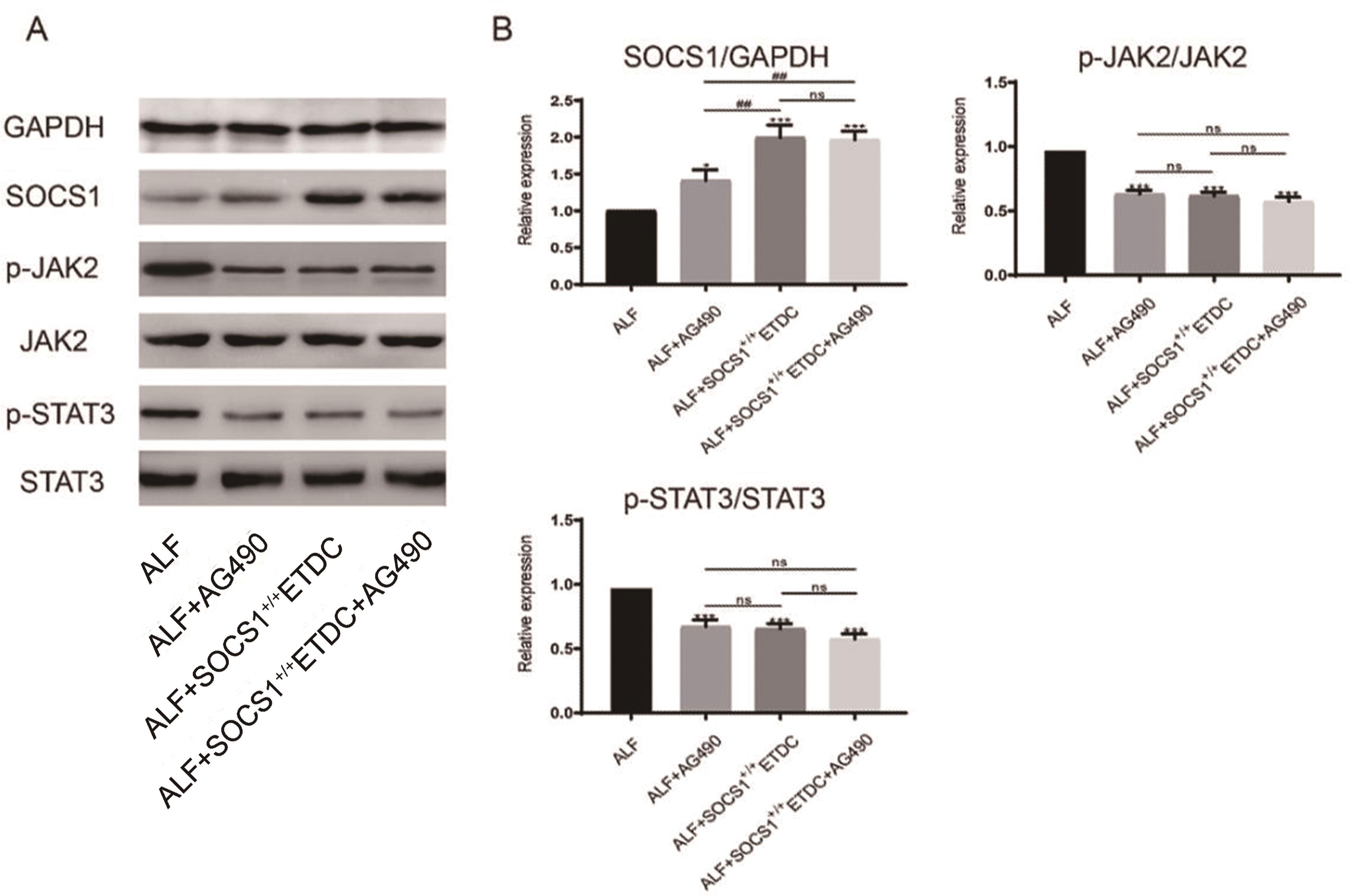 Regulatory Effect Of JAK2 STAT3 On The Immune Function Of Endotoxin