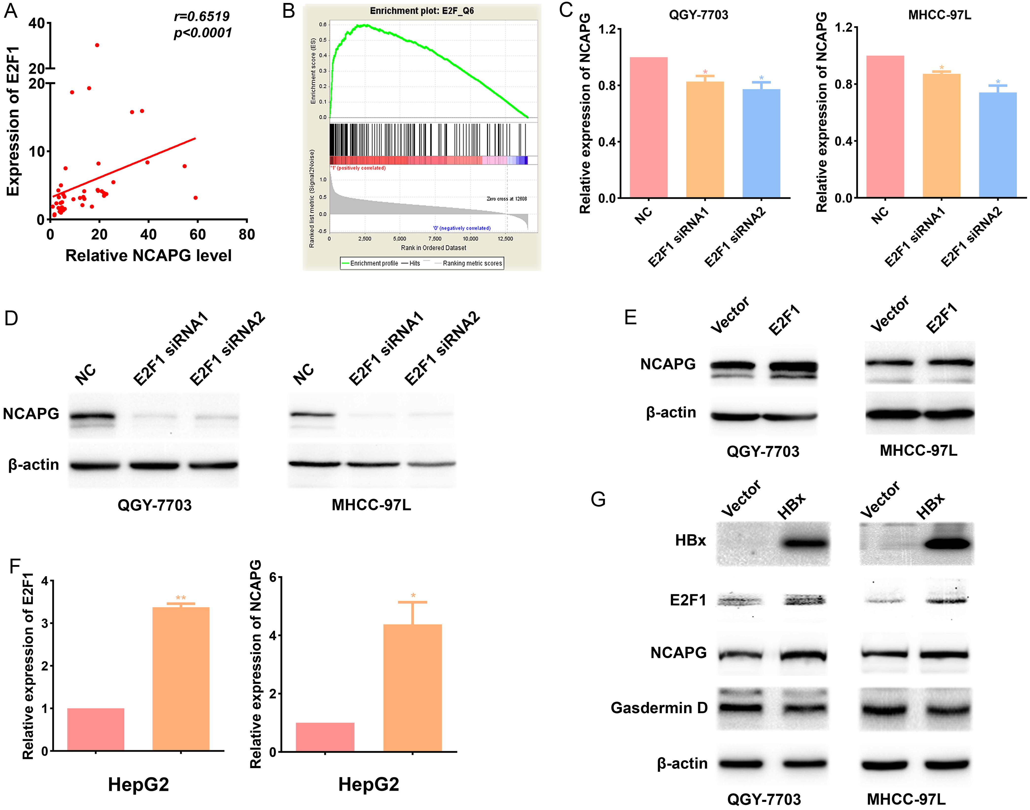 E2F1 Mediated Up Regulation Of NCAPG Promotes Hepatocellular Carcinoma