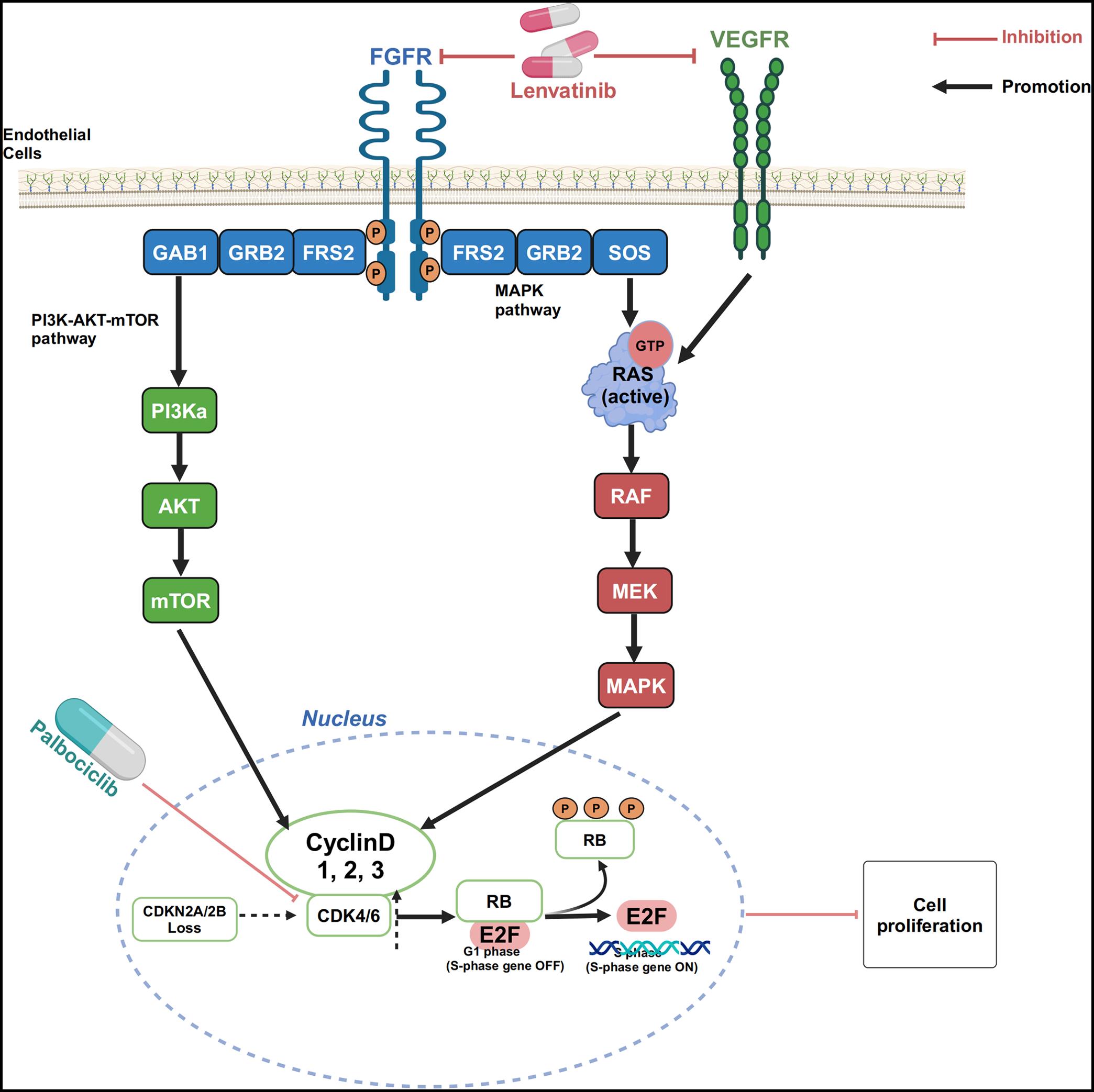 Schematic representation of the synergistic mechanism between lenvatinib and palbociclib.