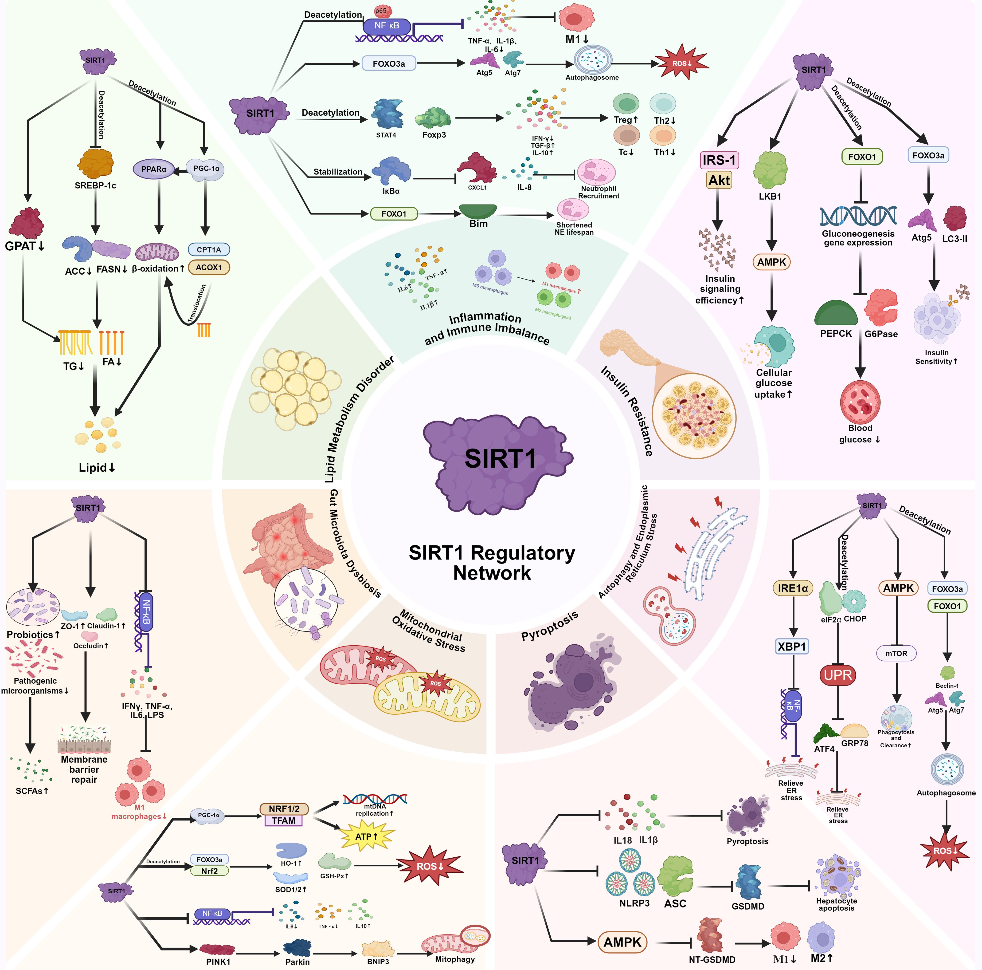 Mechanistic Roles of SIRT1 in MASLD.
