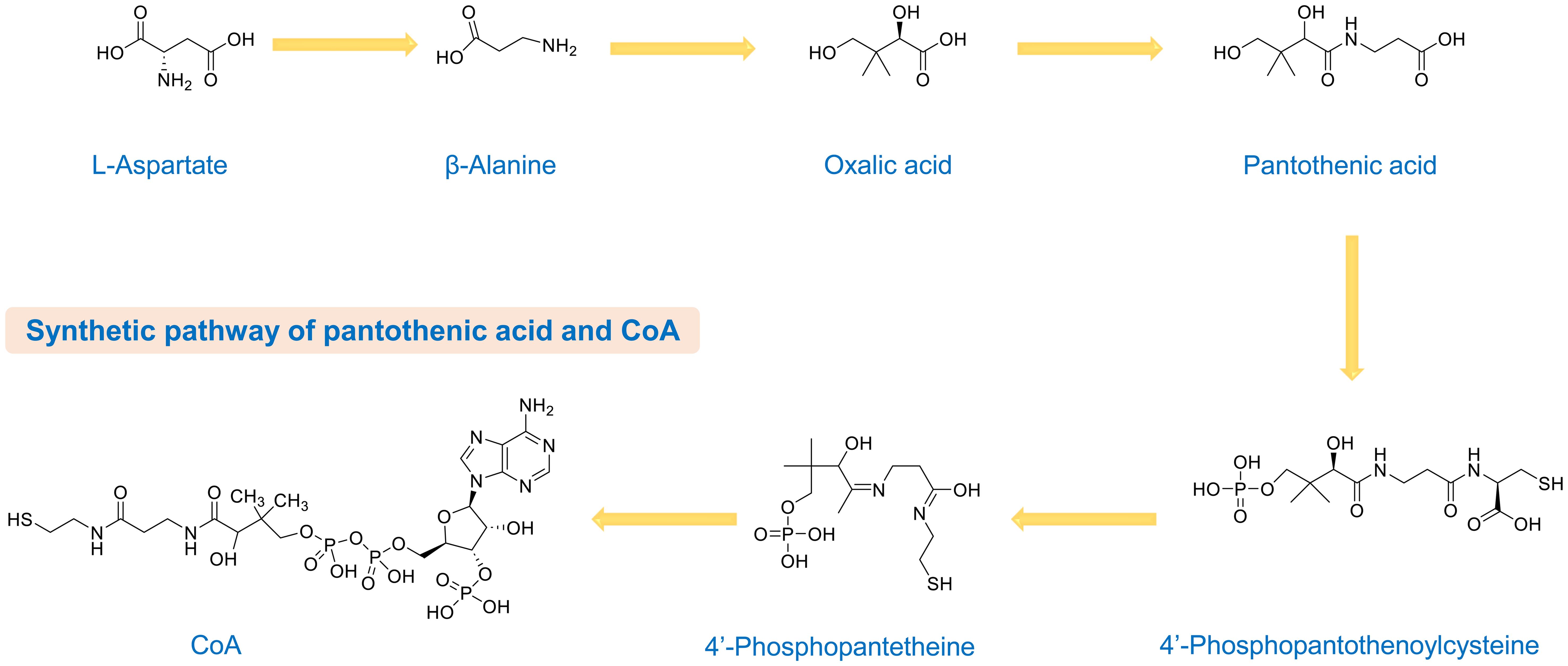 The enzymatic synthesis process from pantothenic acid to functional coenzyme A (CoA).