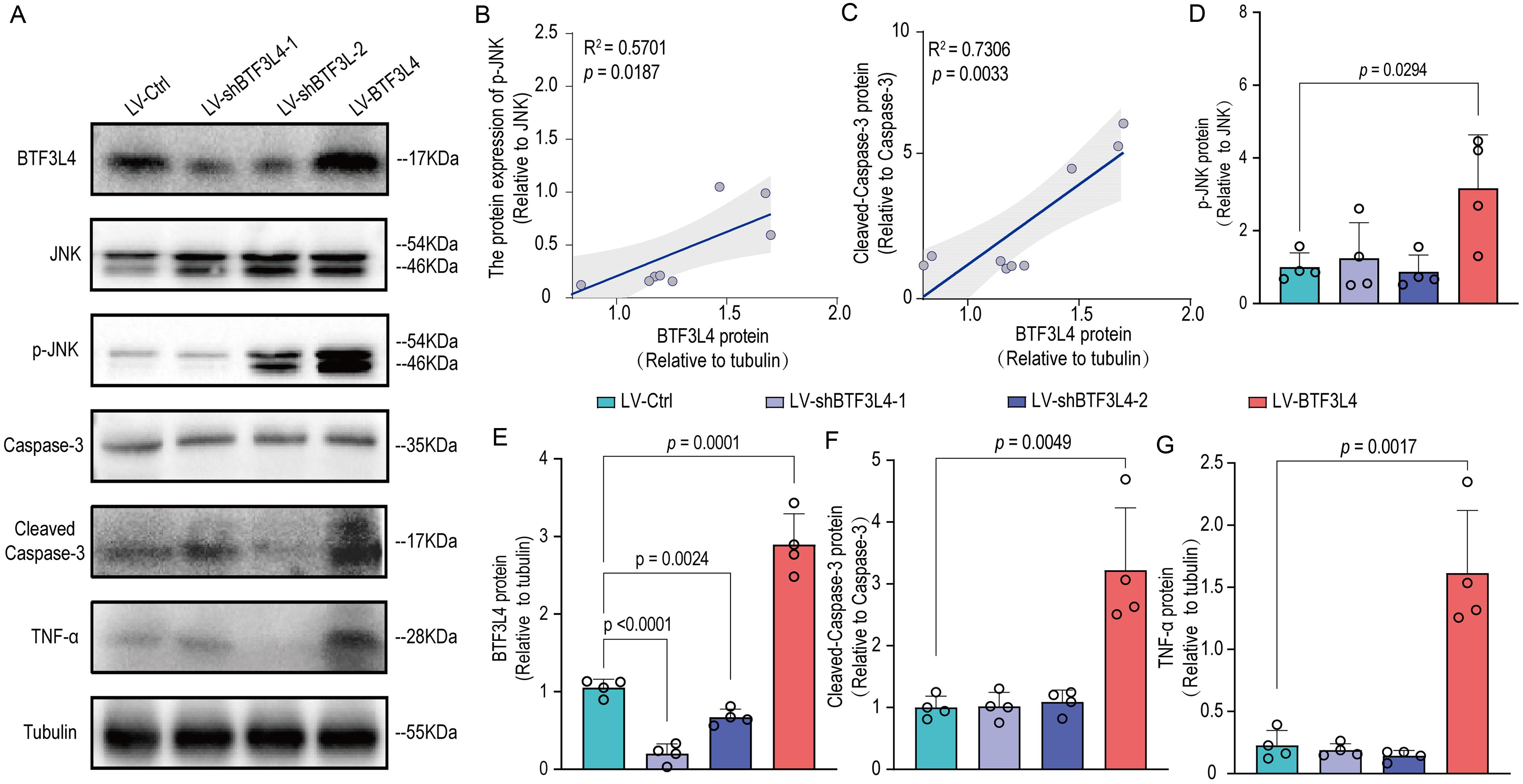BTF3L4 regulates hepatic injury in AML-12 cell line.