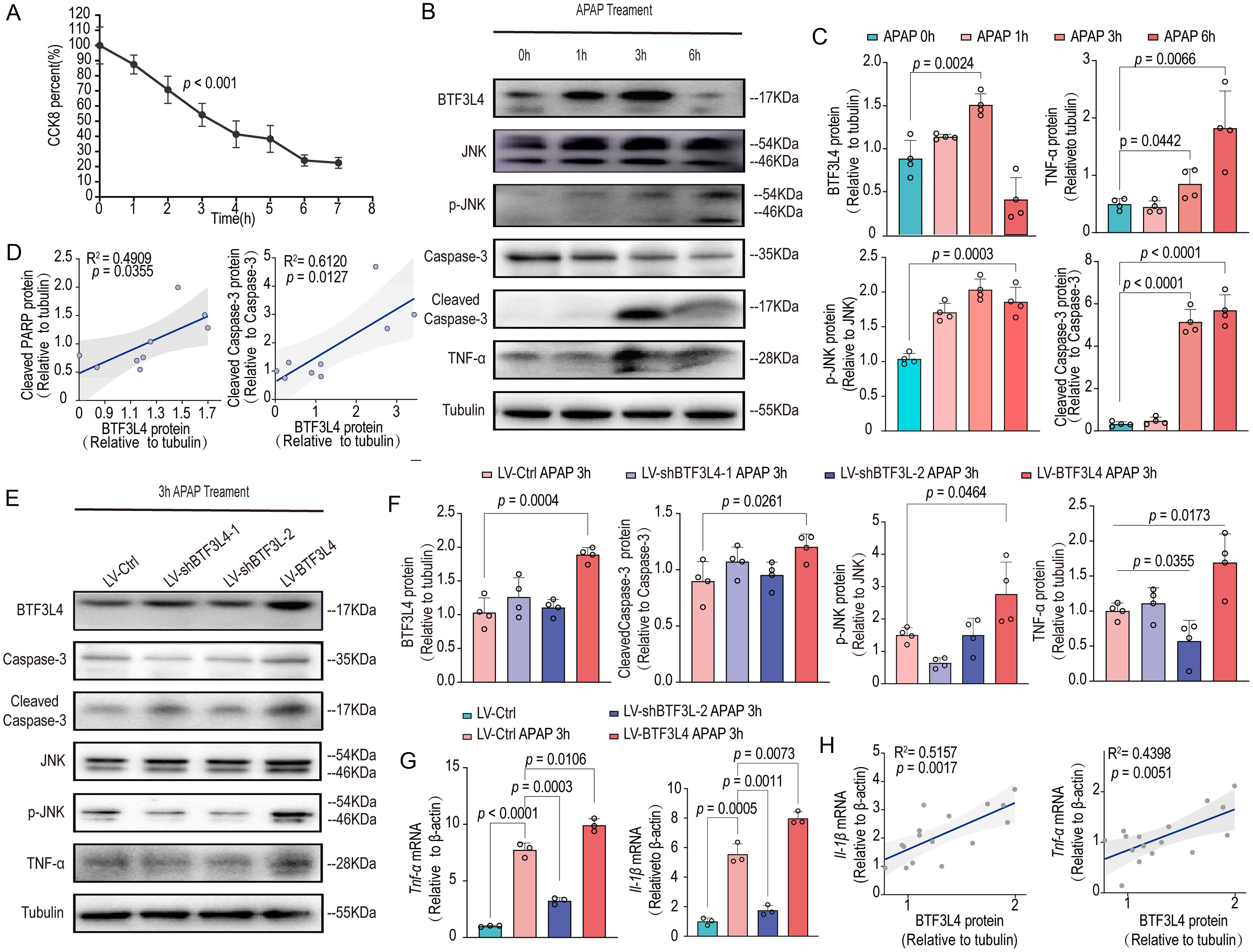 Overexpression of BTF3L4 accelerates cellular injury in an APAP-induced cellular model.