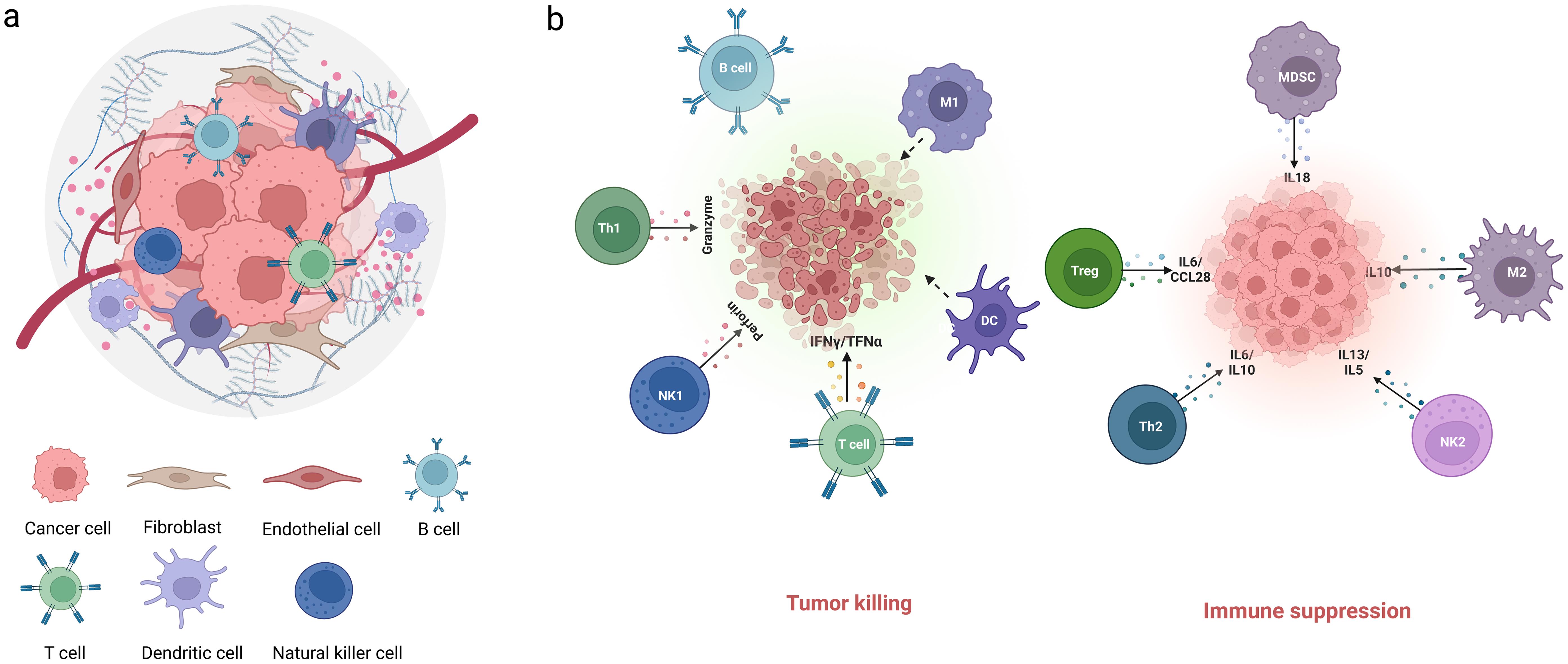 The architecture of the tumor microenvironment.