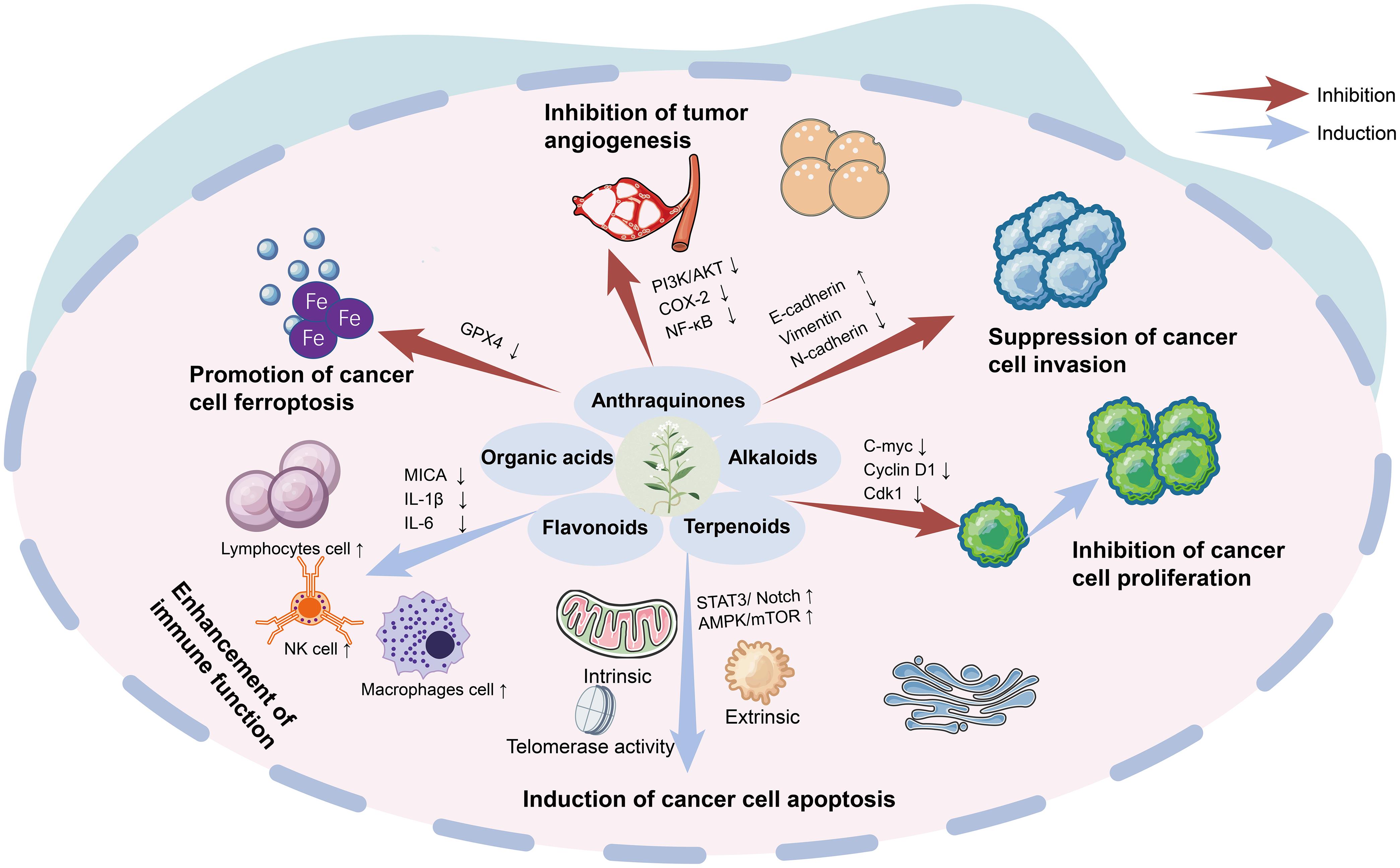 A comprehensive overview of <italic>Scleromitrion diffusum</italic>’s multi-component, multi-target anticancer mechanisms through a systems biology approach.