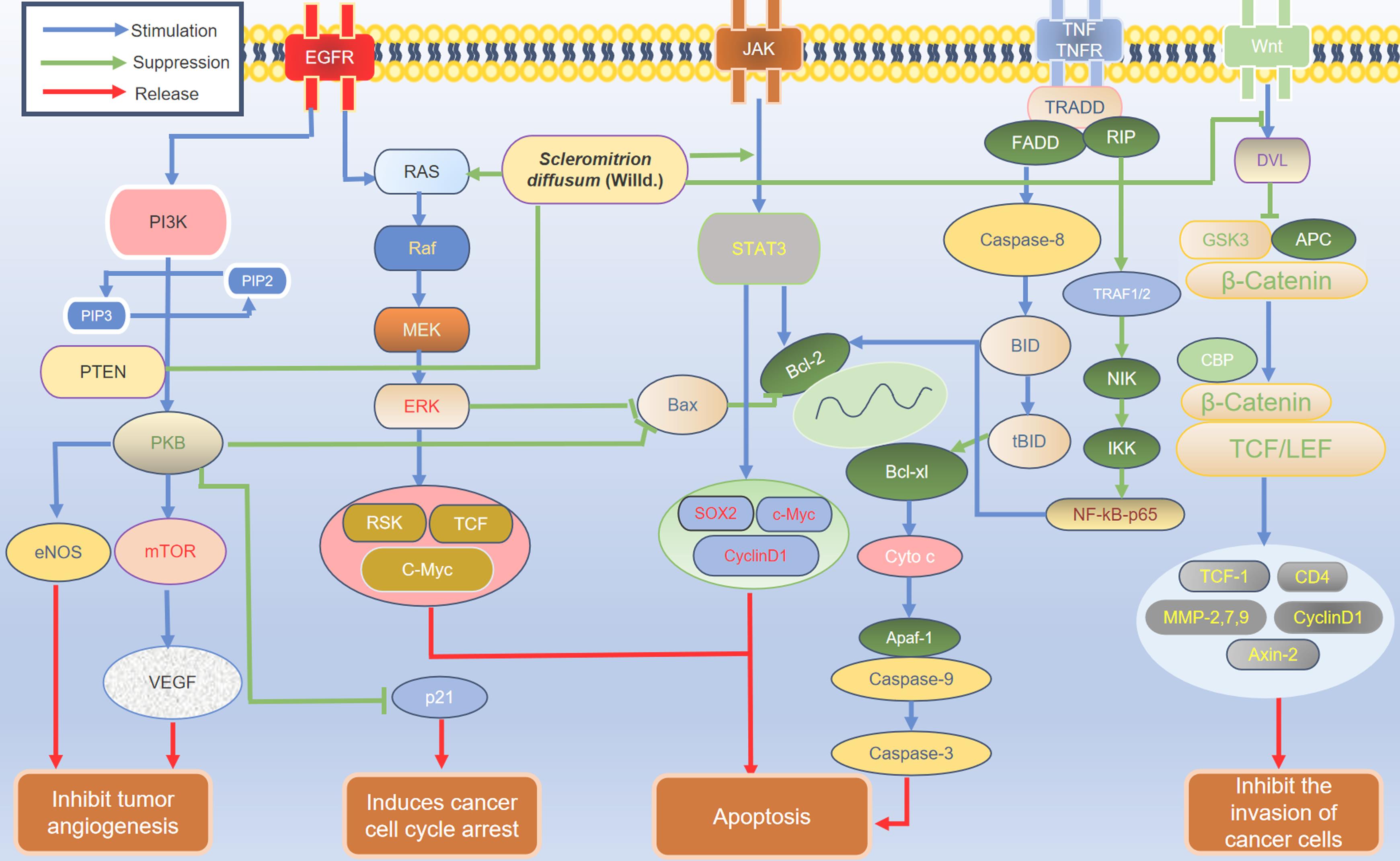 Anticancer mechanism of action of <italic>Scleromitrion diffusum</italic>.