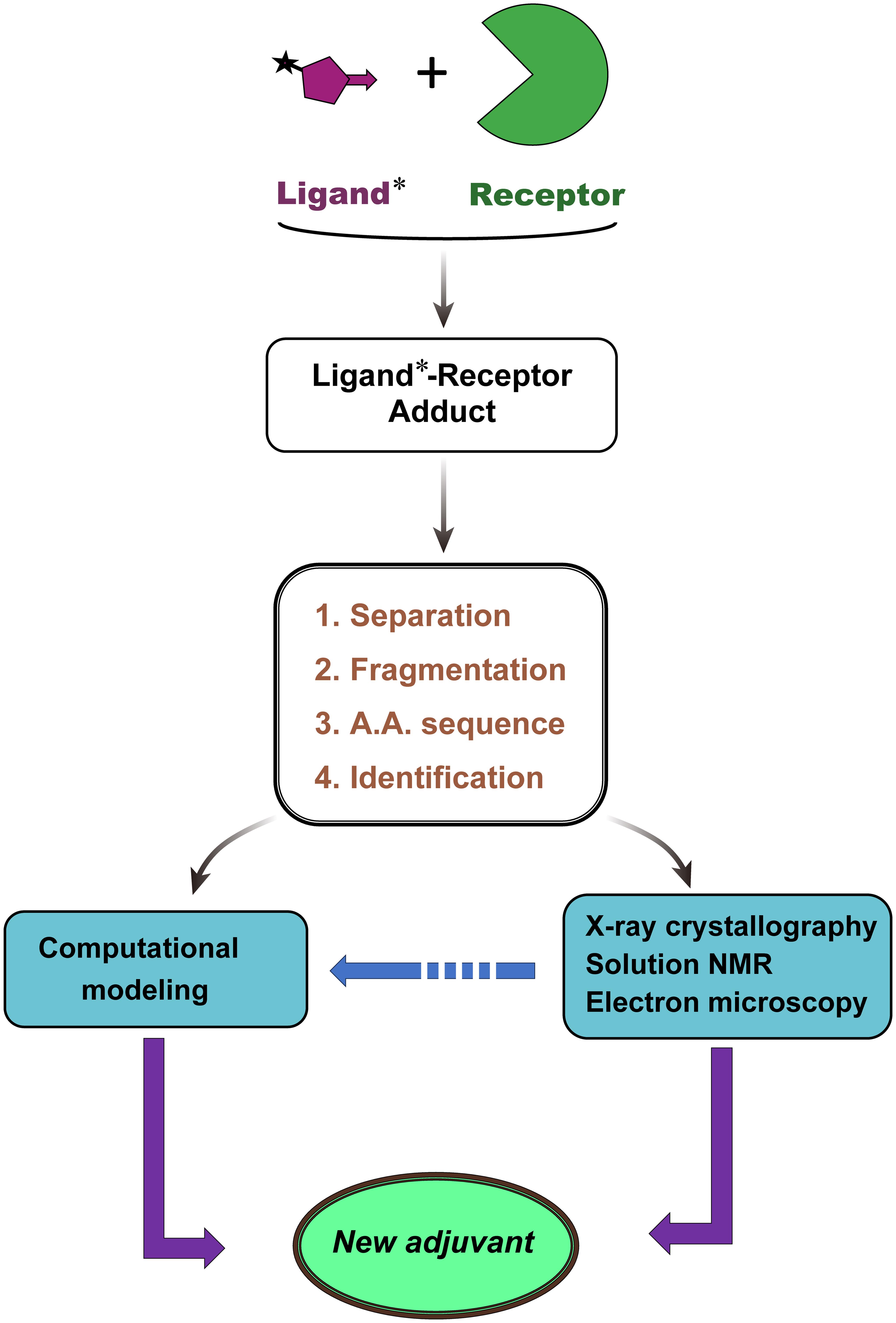 Chemical proteomics approach to identify the receptor for a Q. saponin showing adjuvanticity.