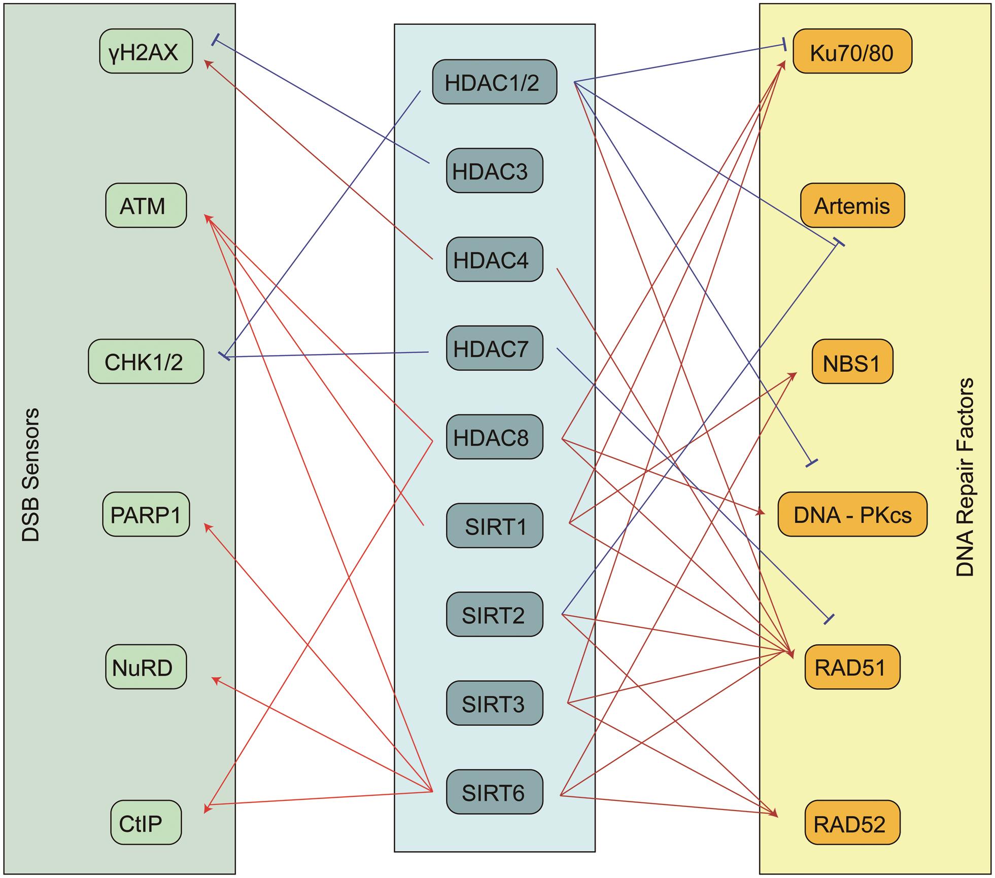 Schematic diagram of the regulatory network of HDACs on DNA sensors and DNA repair factors.