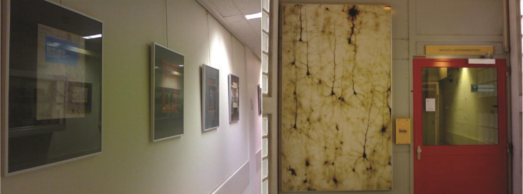 各种学术期刊精美的杂志封面，用玻璃框裱在墙上，学术和艺术氛围很浓（左）；进入研究所前，每天都能看到的大幅神经元染色照片（右）。