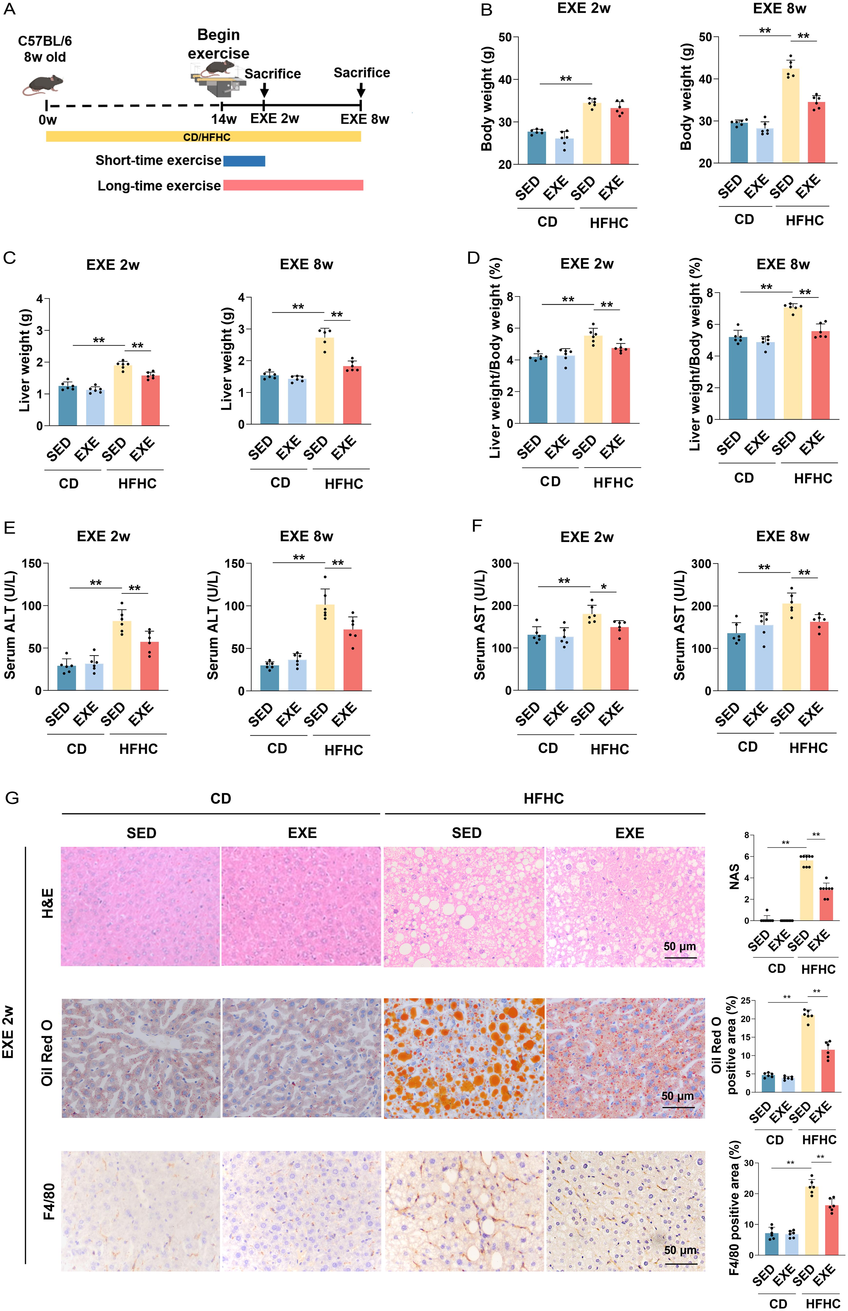 Effects of short-term exercise on MASH independent of weight loss.