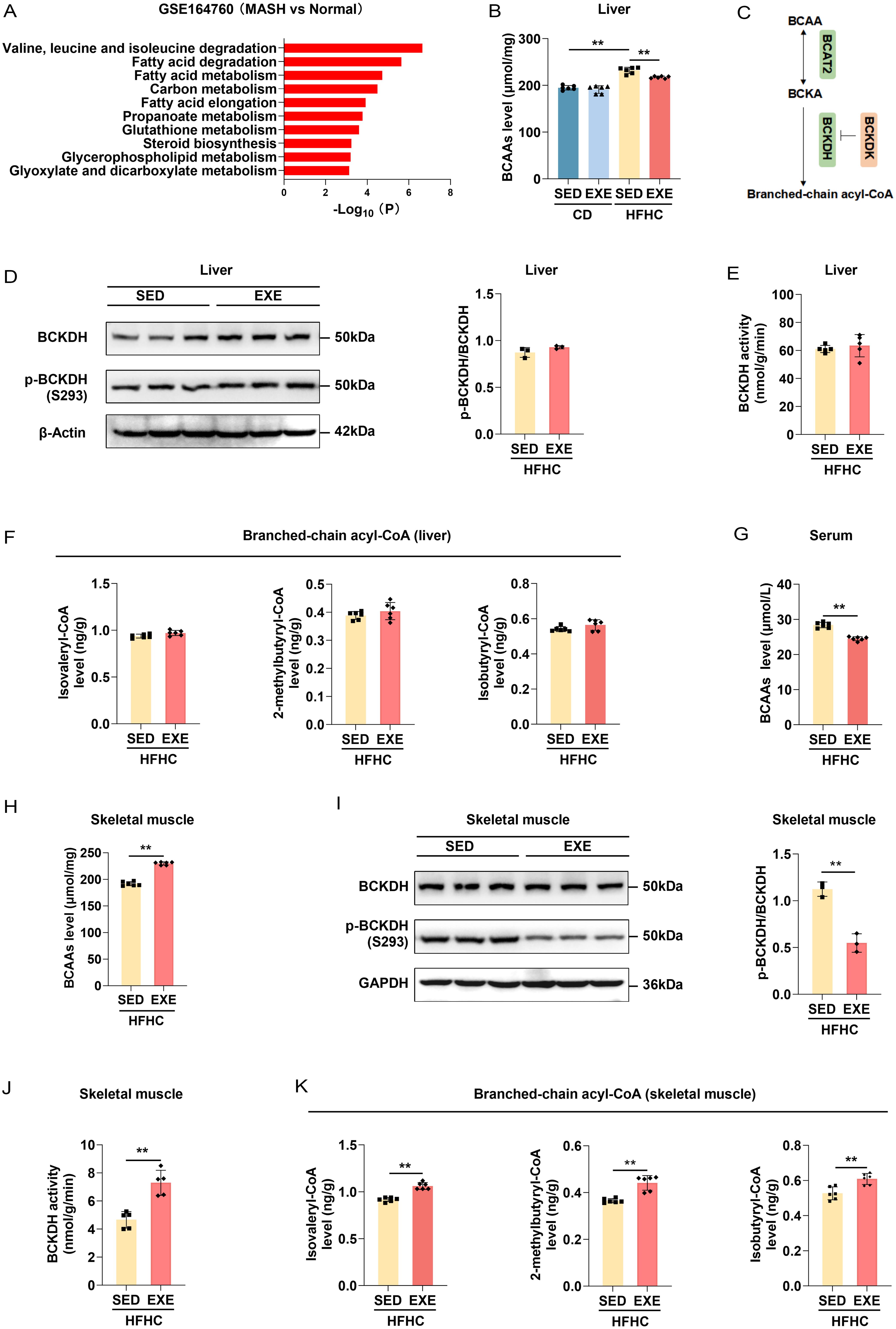 Effect of short-term exercise on BCAA accumulation in MASH.