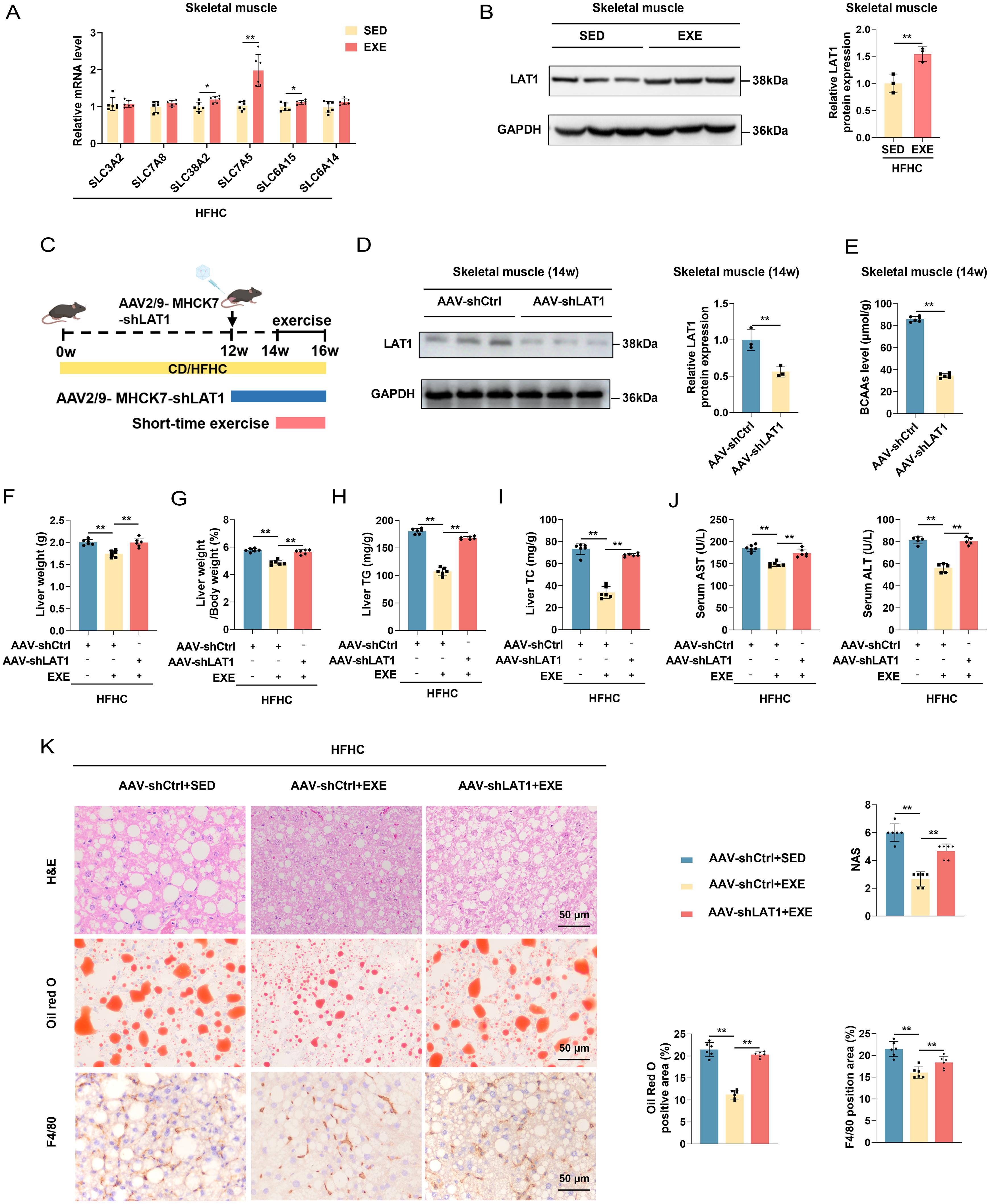 The effect of muscle BCAA uptake on exercise-induced alleviation of MASH.