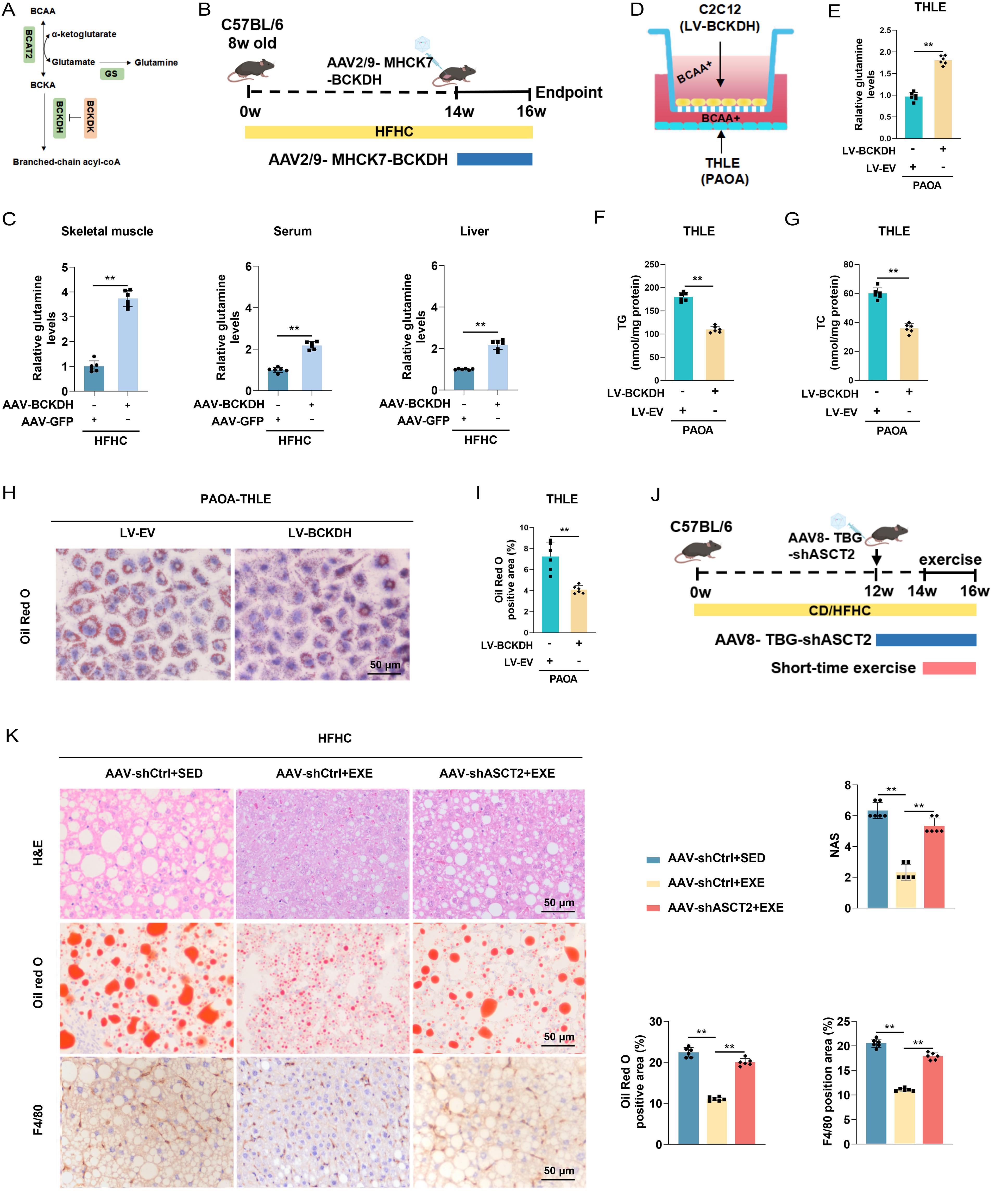 Impact of muscle BCAA catabolism-mediated glutamine secretion on MASH progression.