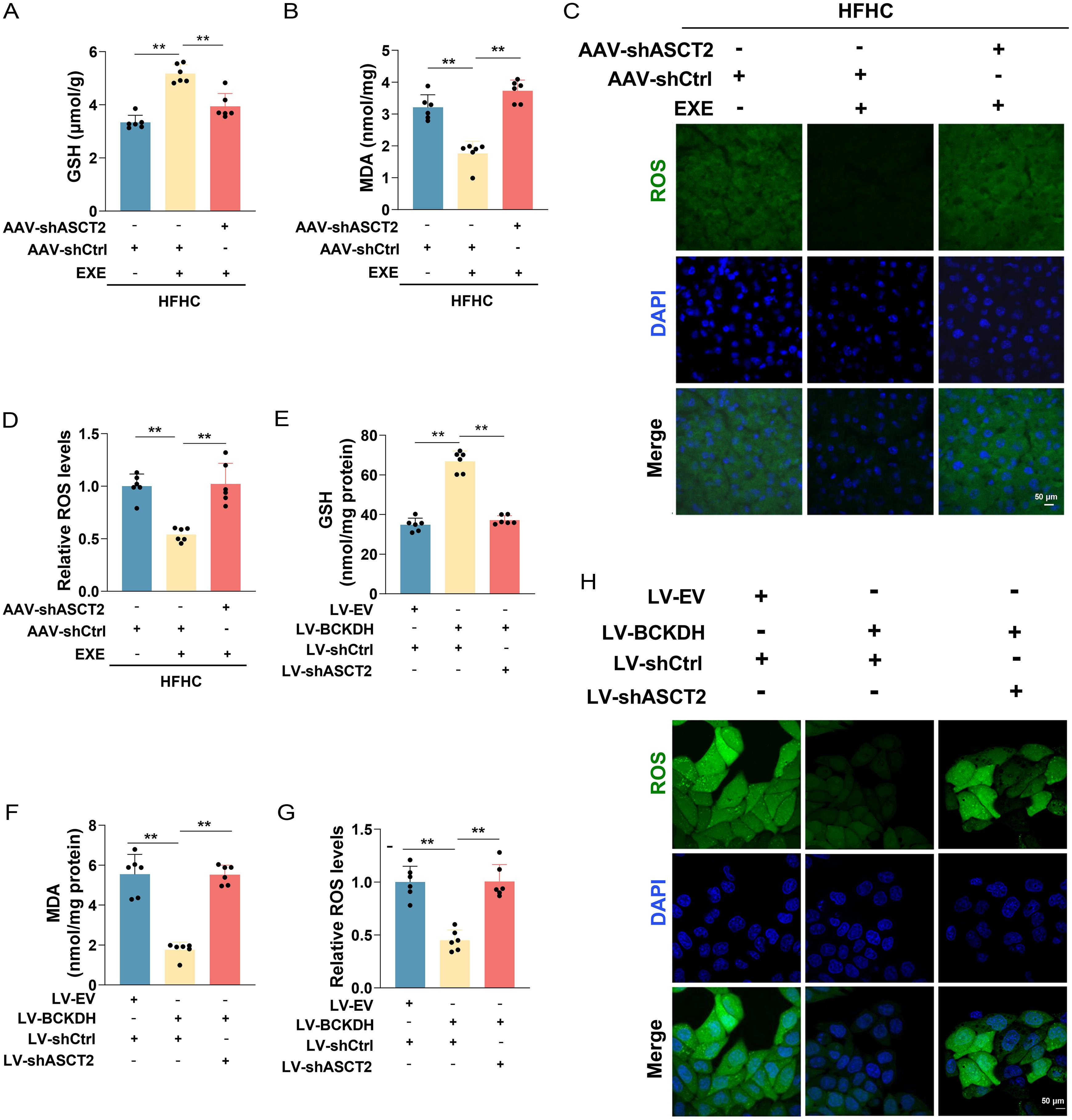 Glutamine derived from skeletal muscle regulates redox homeostasis and modulates MASH progression.