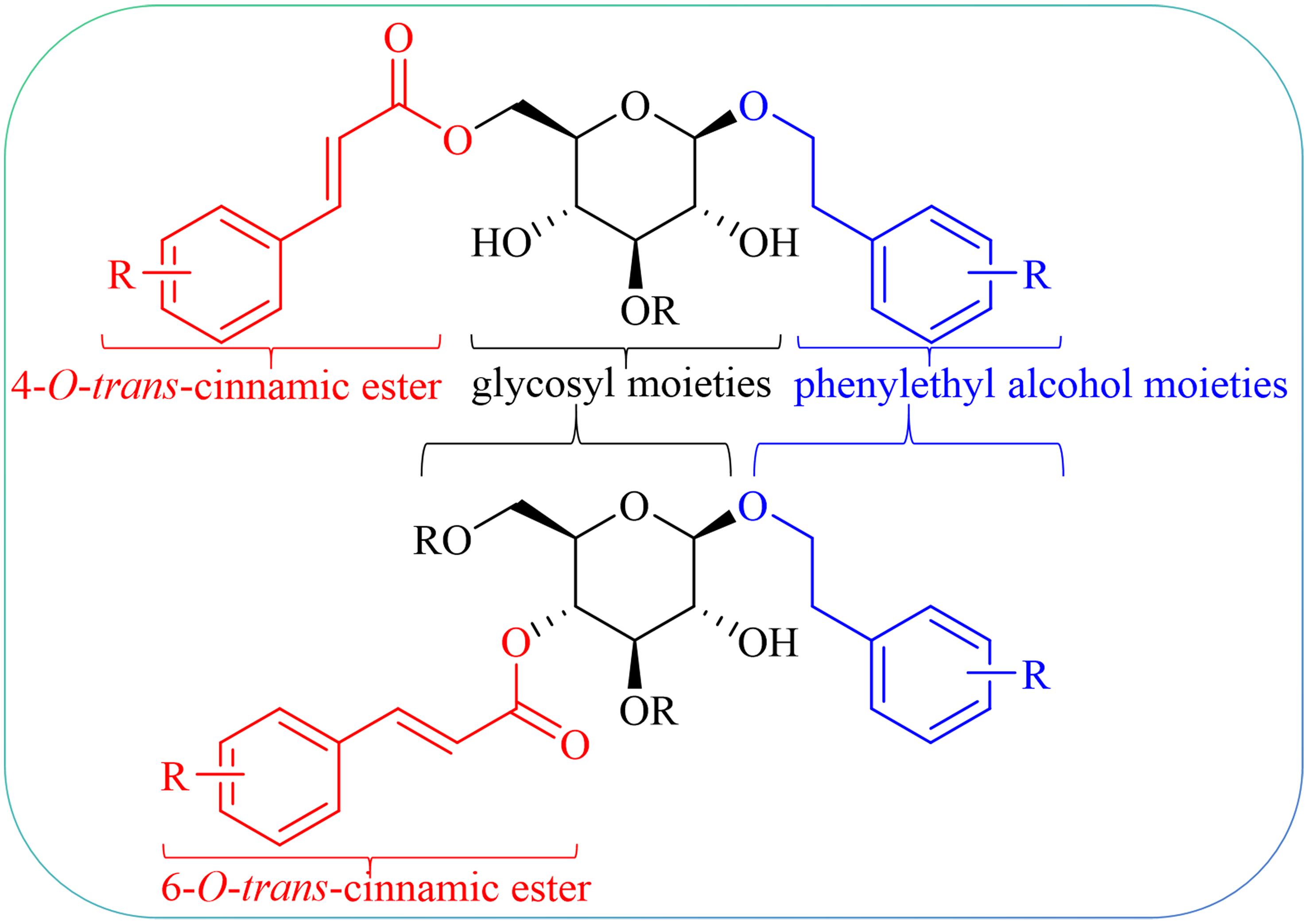 Basic chemical structure of phenylethanoid glycosides.