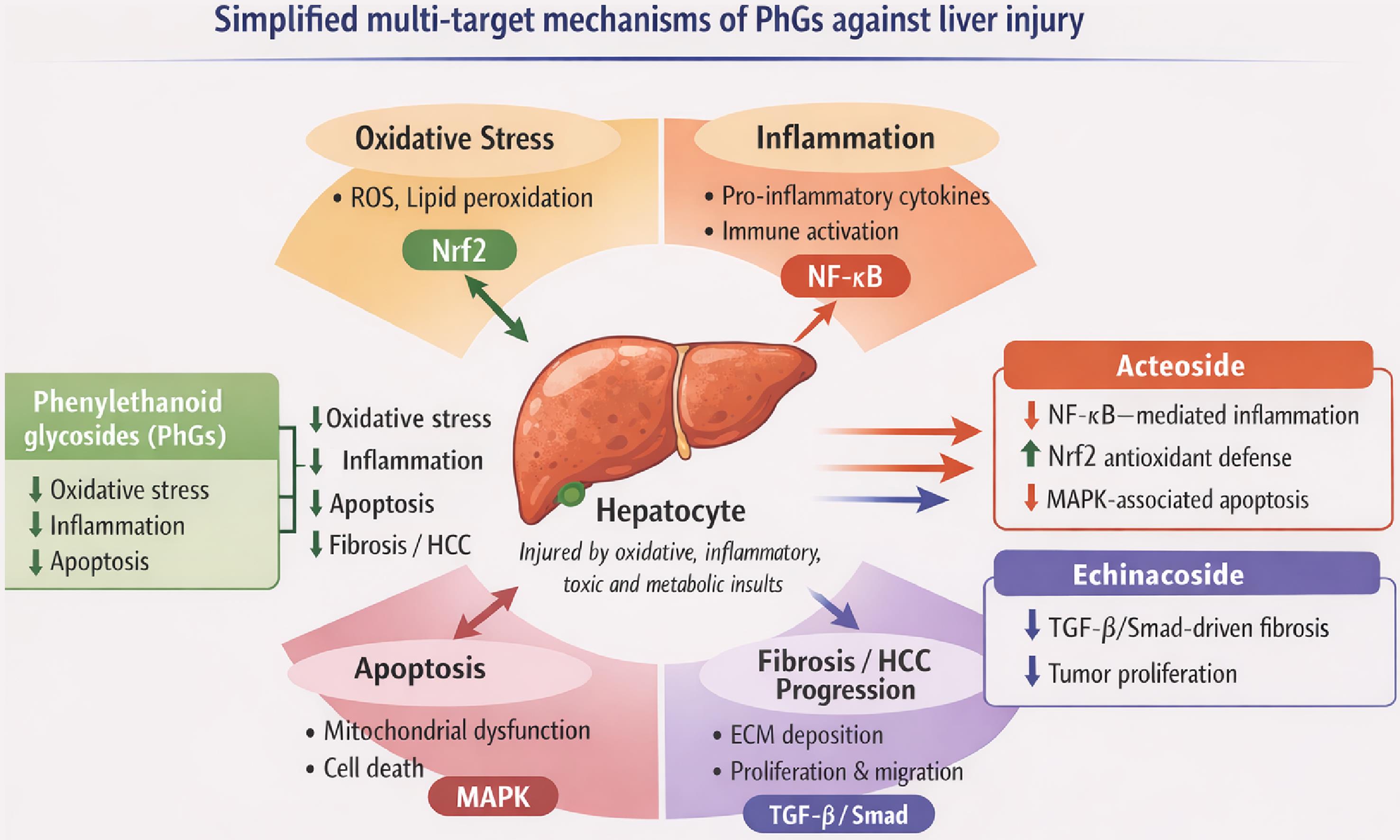 Multi-target mechanism of PhGs against liver injury.