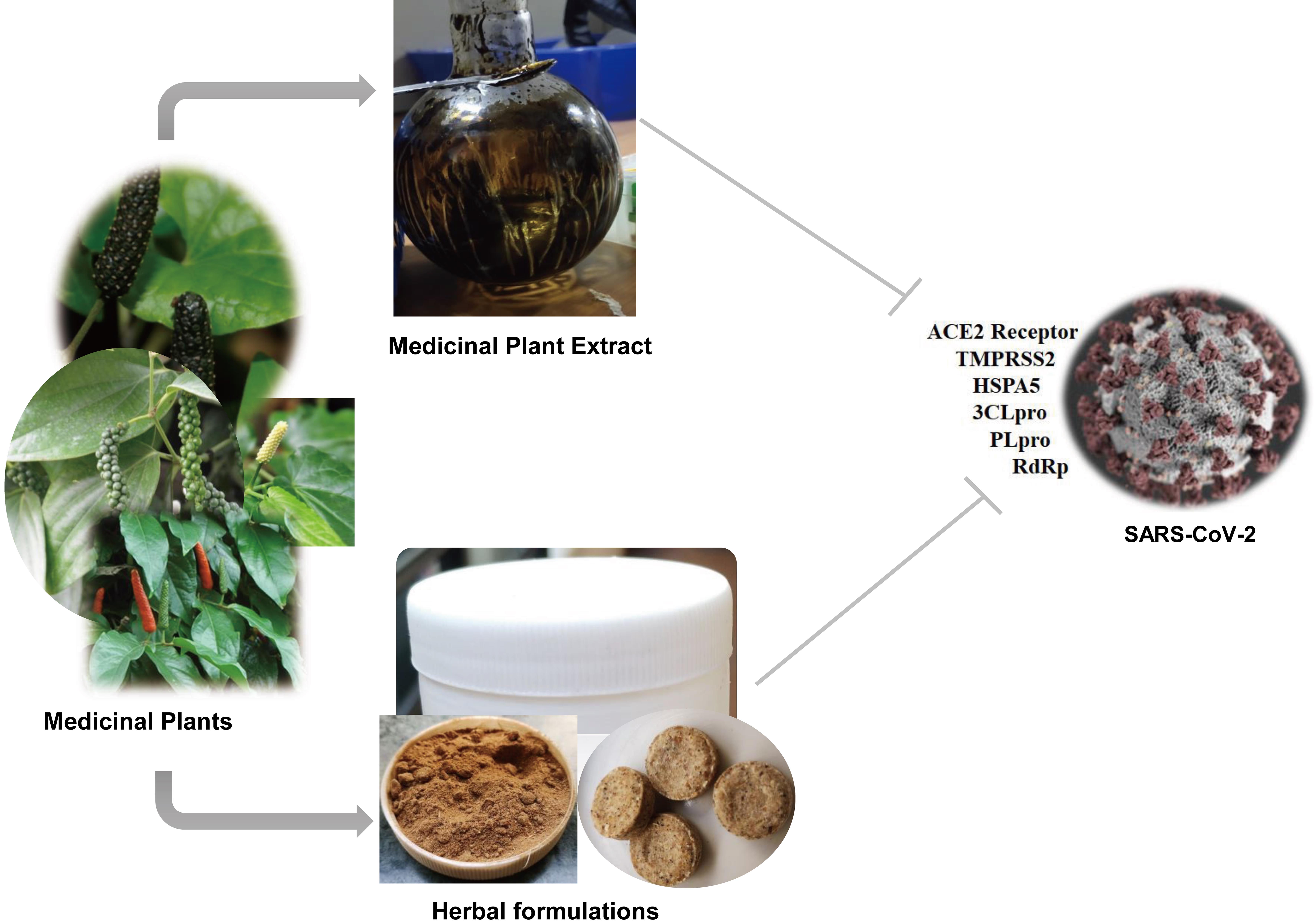 Schematic representation of medicinal plant interventions and their possible targets to prevent COVID-19.