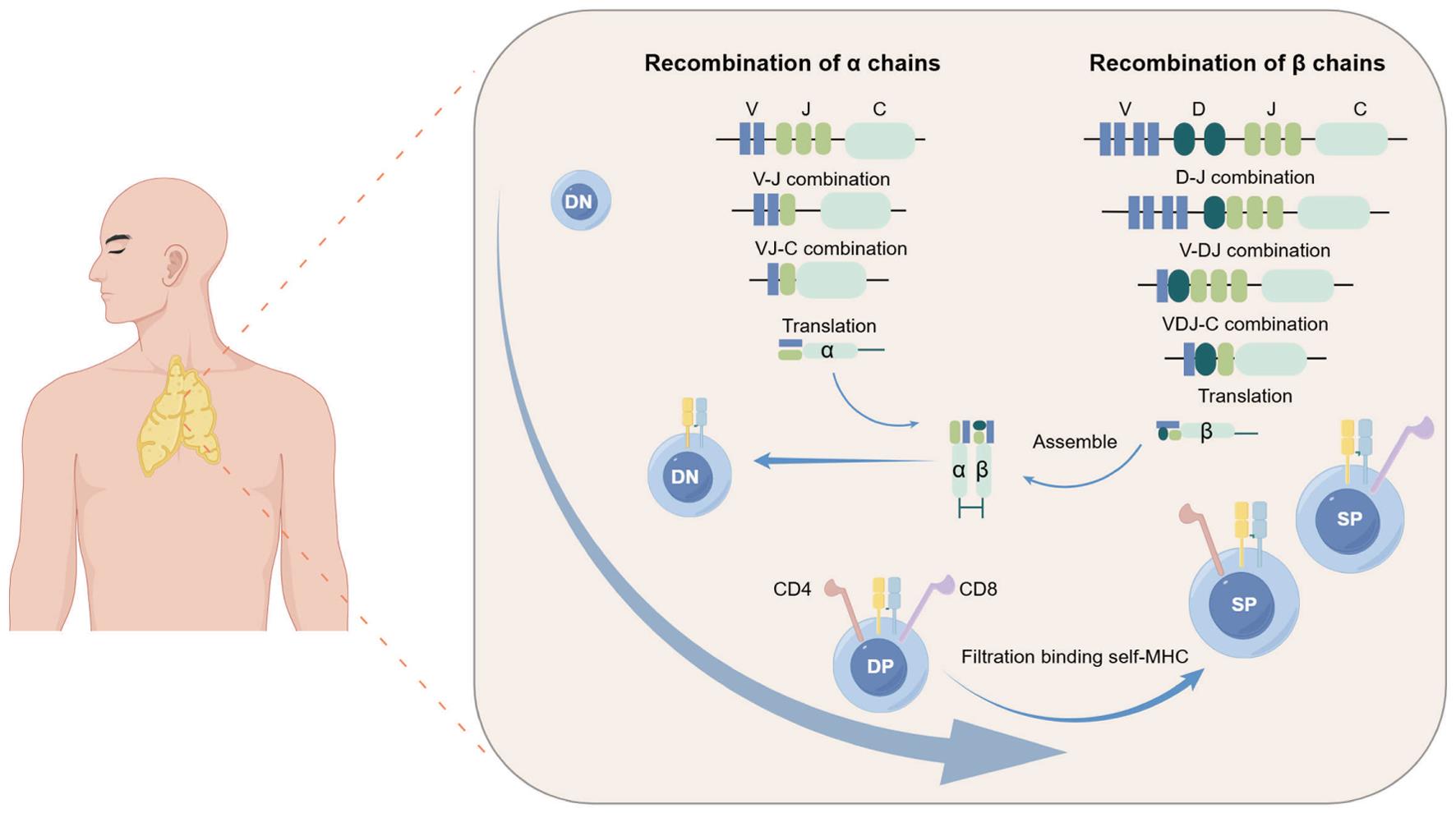 αβ T cell development and maturation.