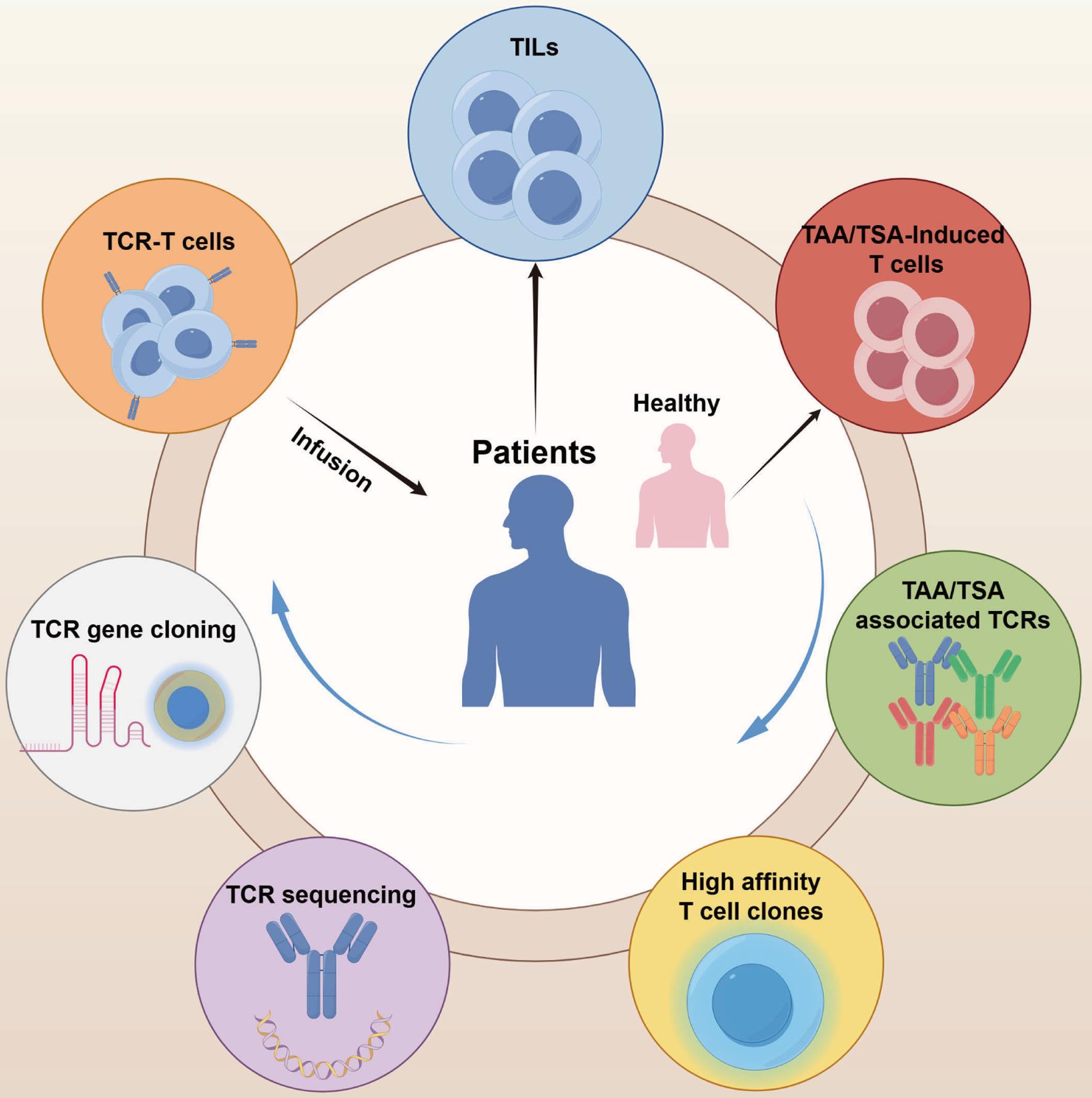 Summary of TCR-T cell construction for clinical application.