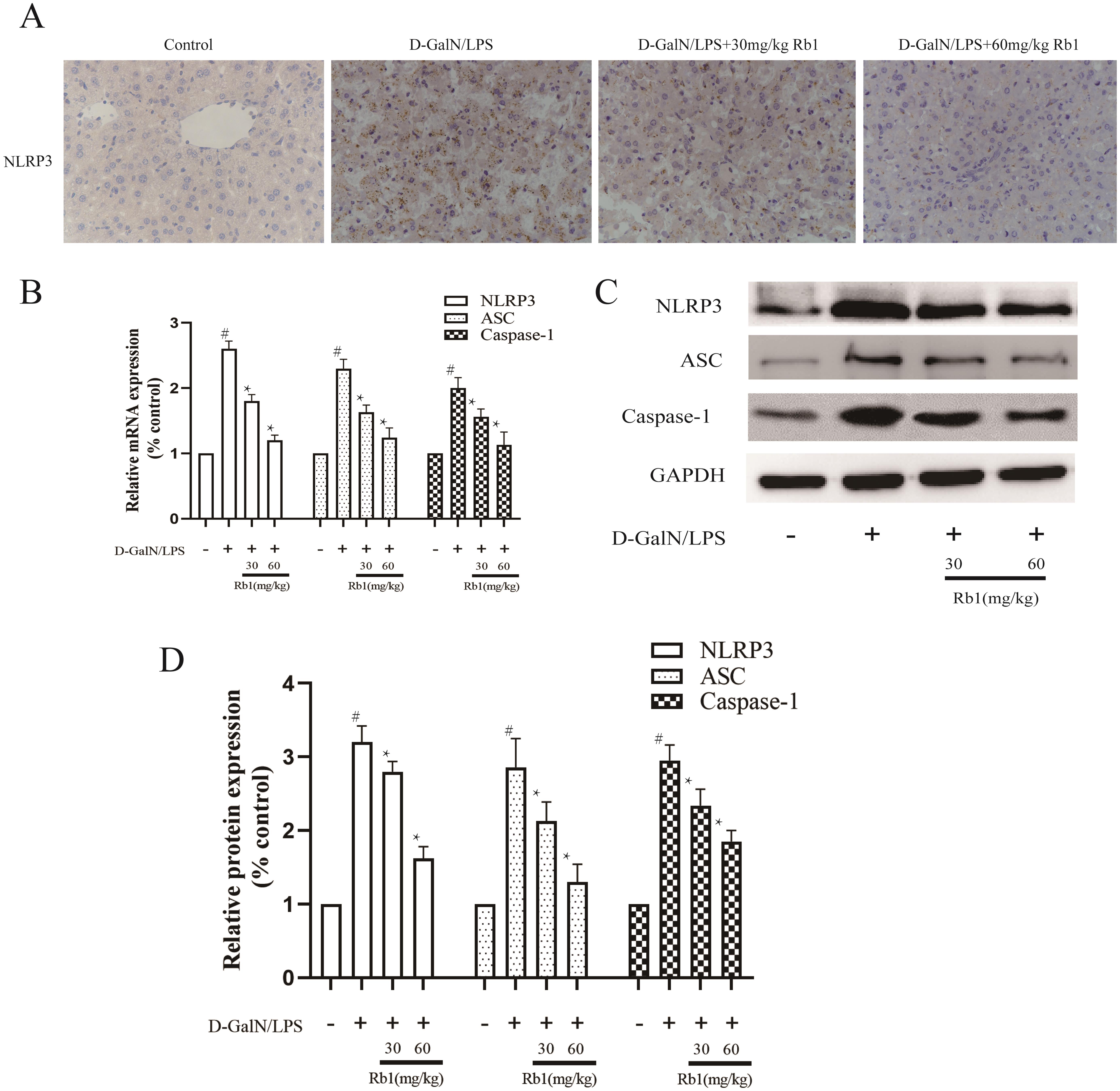 Effect of Rb1 on the activation of NLRP3 inflammasome in D-GalN/LPS-induced ALI mice.