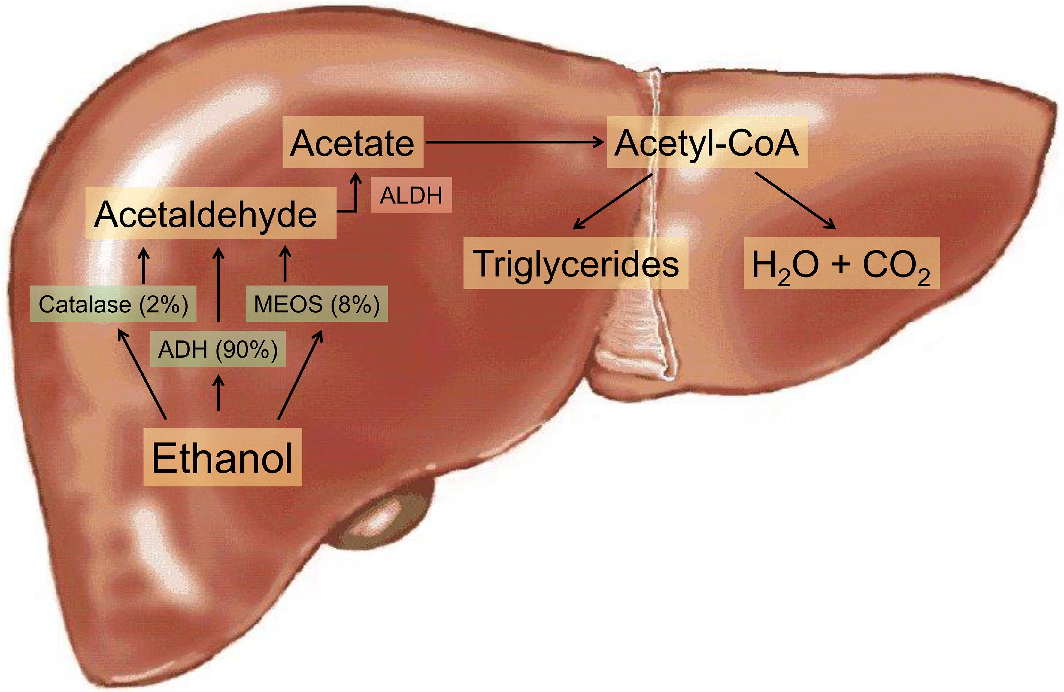 Diagrams illustrating the various pathways of alcohol metabolism in the liver.