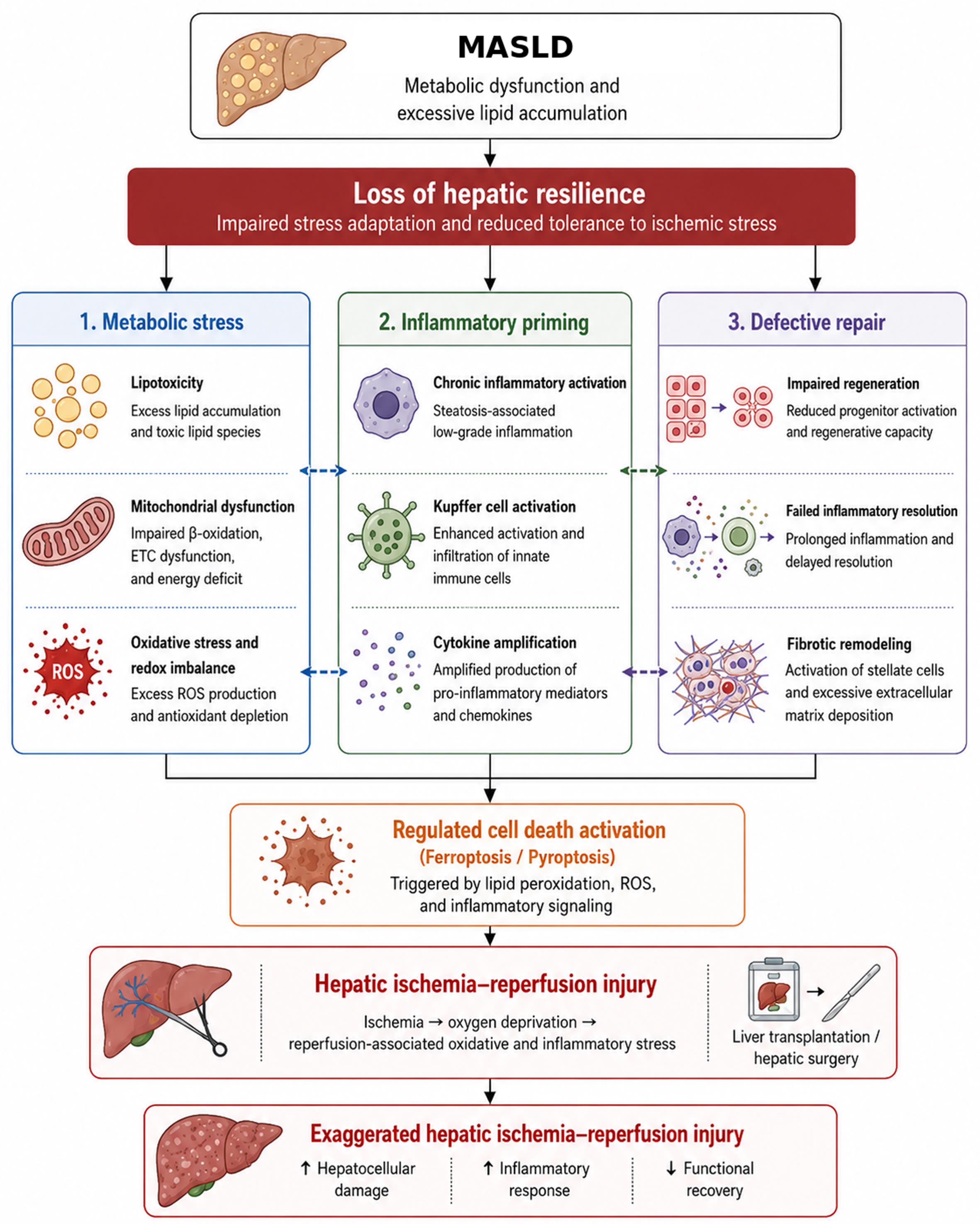 Mechanisms underlying increased susceptibility to HIRI in MASLD.
