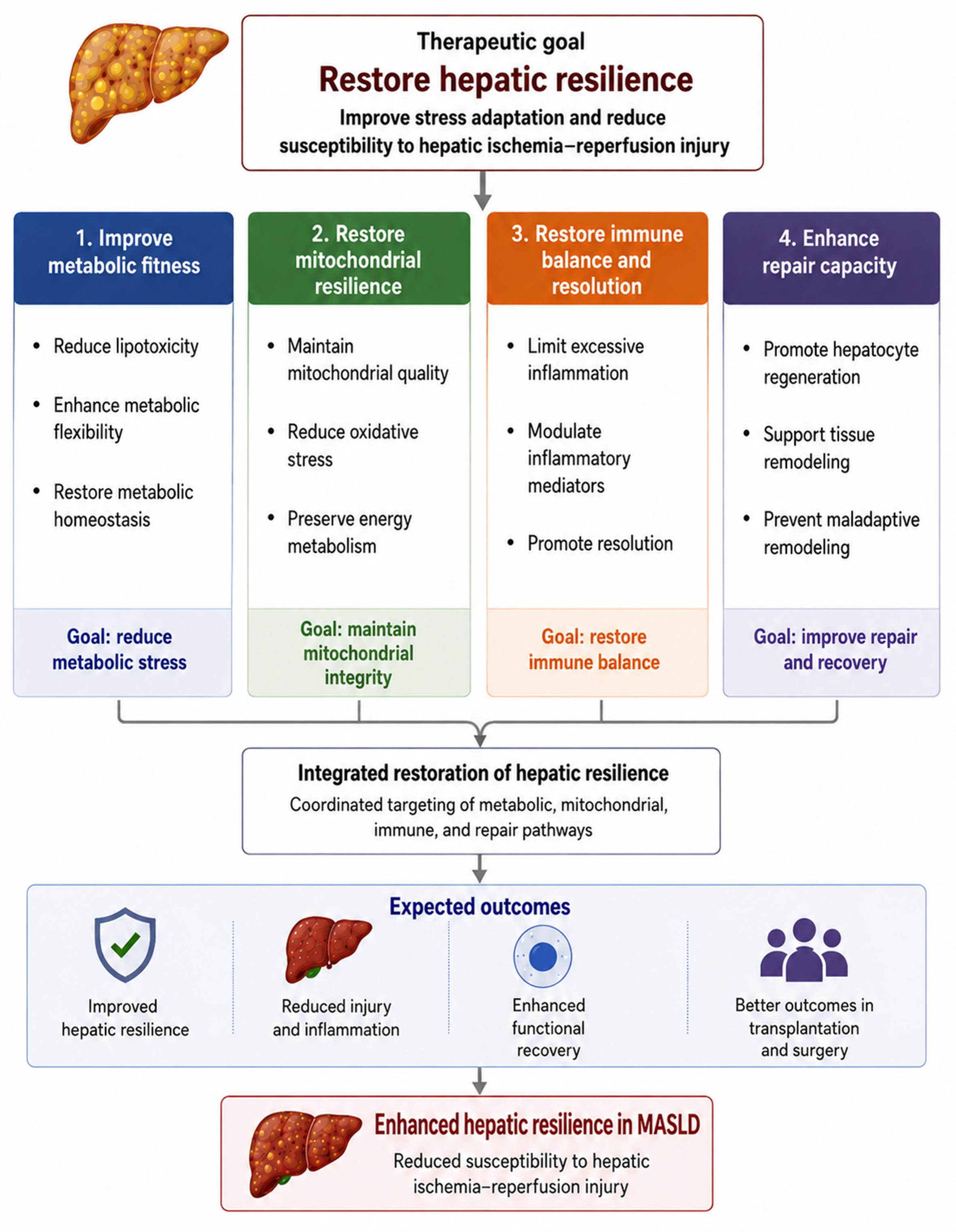 Therapeutic strategies to restore hepatic resilience in MASLD.