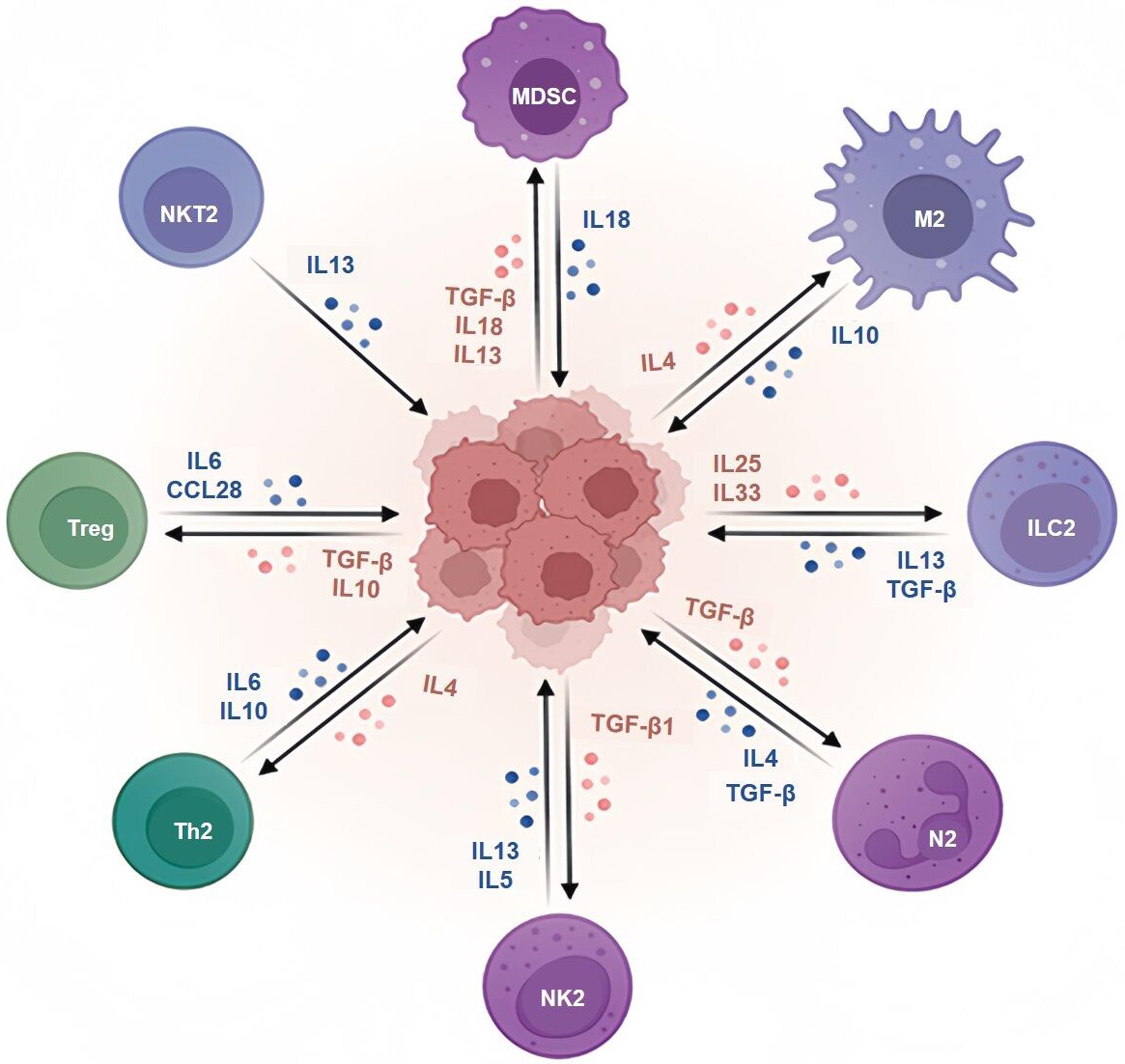 The bidirectional interactions between Hepatocellular carcinoma (HCC) tumor cells (image drawn in the center) and the immunosuppressive component including MDSCs, M2 macrophages, ILCs, N2 cells, NK2, Th2, Treg, NKT of the tumor microenvironment.