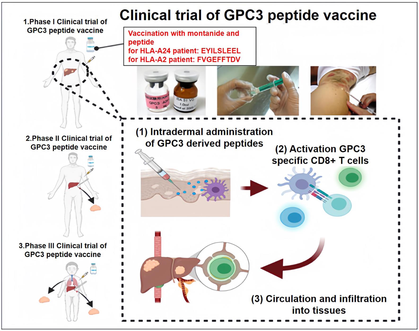 Diagram illustrating the GPC3-targeting peptide vaccination.