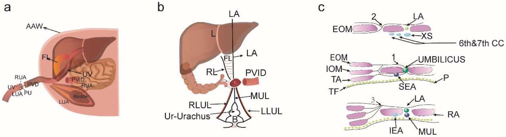 Fetal, neonatal and child anterior abdominal midline anatomy and pathophysiology.