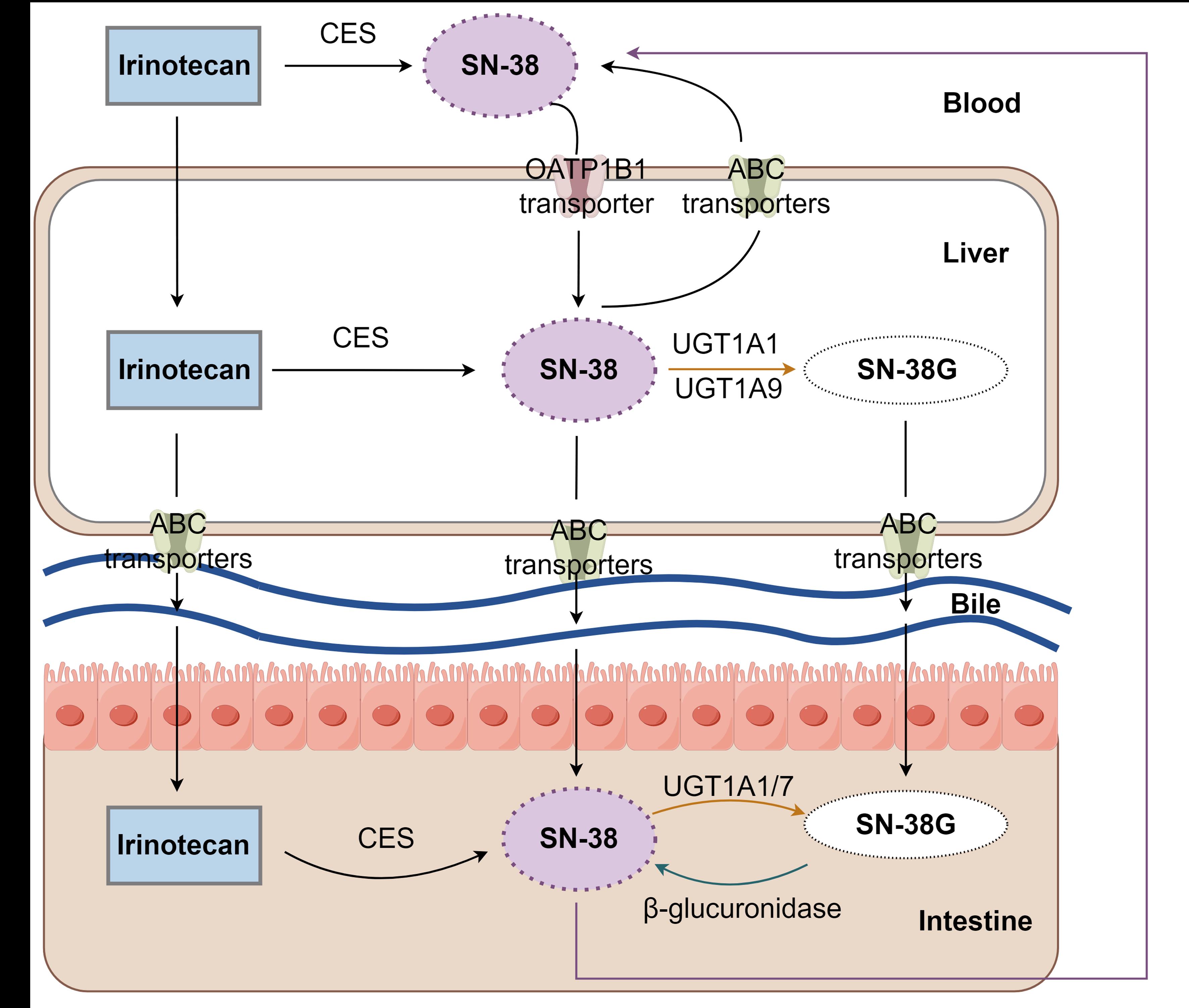 Metabolism of irinotecan <italic>in vivo</italic>.