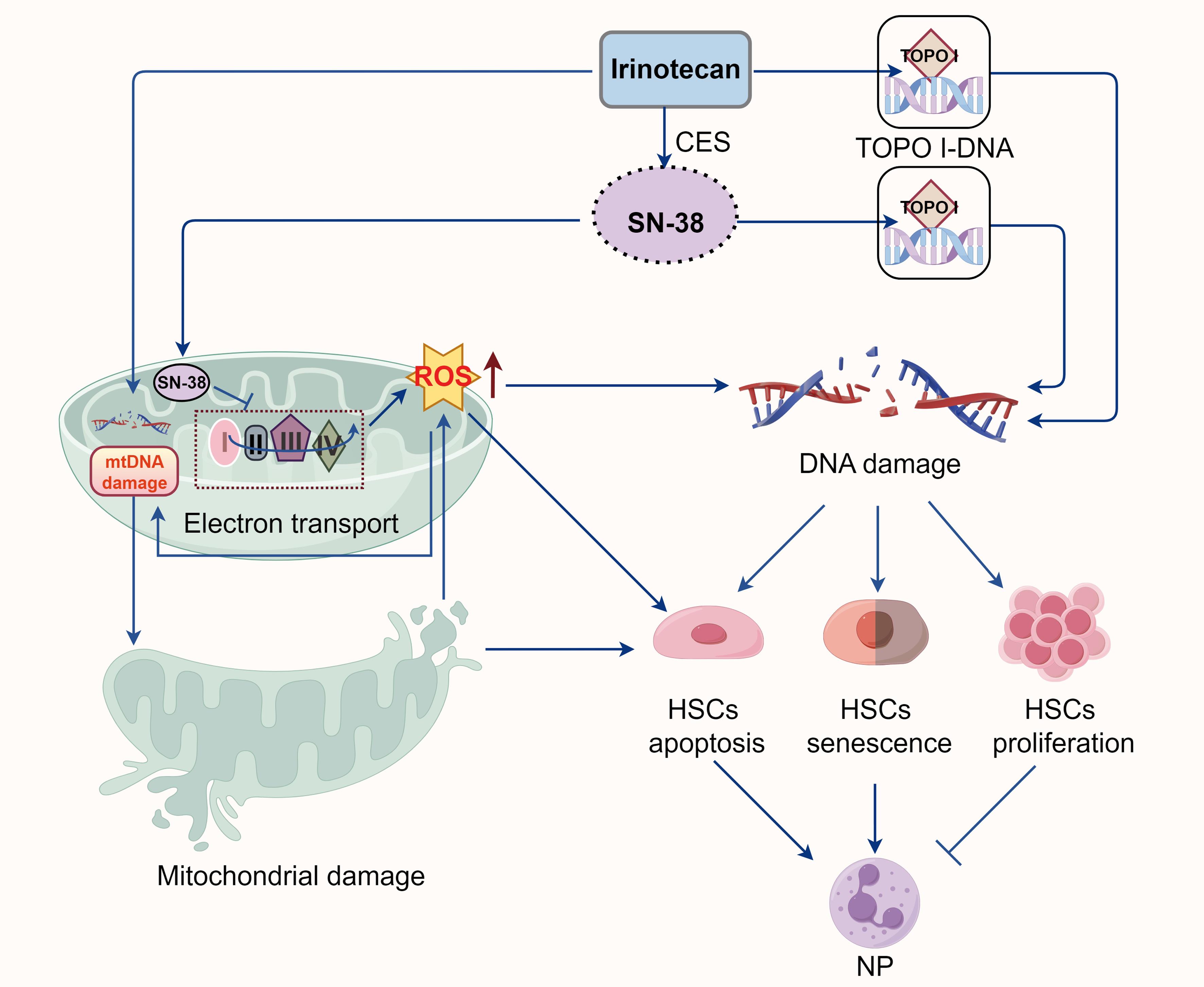 Pathogenesis of irinotecan-induced neutropenia (NP).