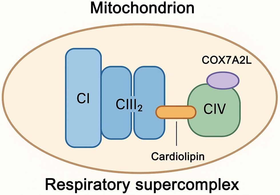 The structure of mitochondrial supercomplexes.