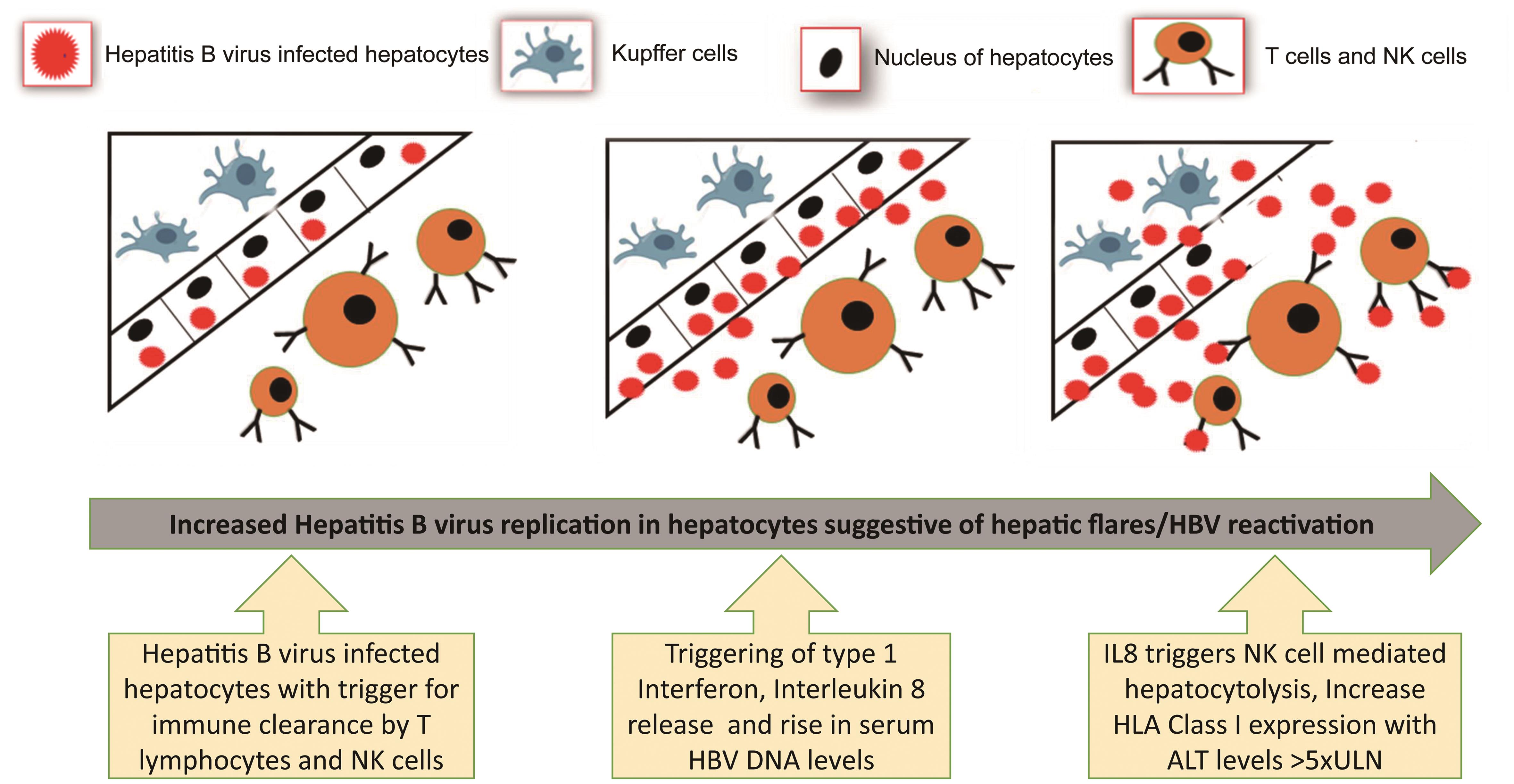 Pathogenesis of severe acute flares of hepatitis B in CHB infected patients.