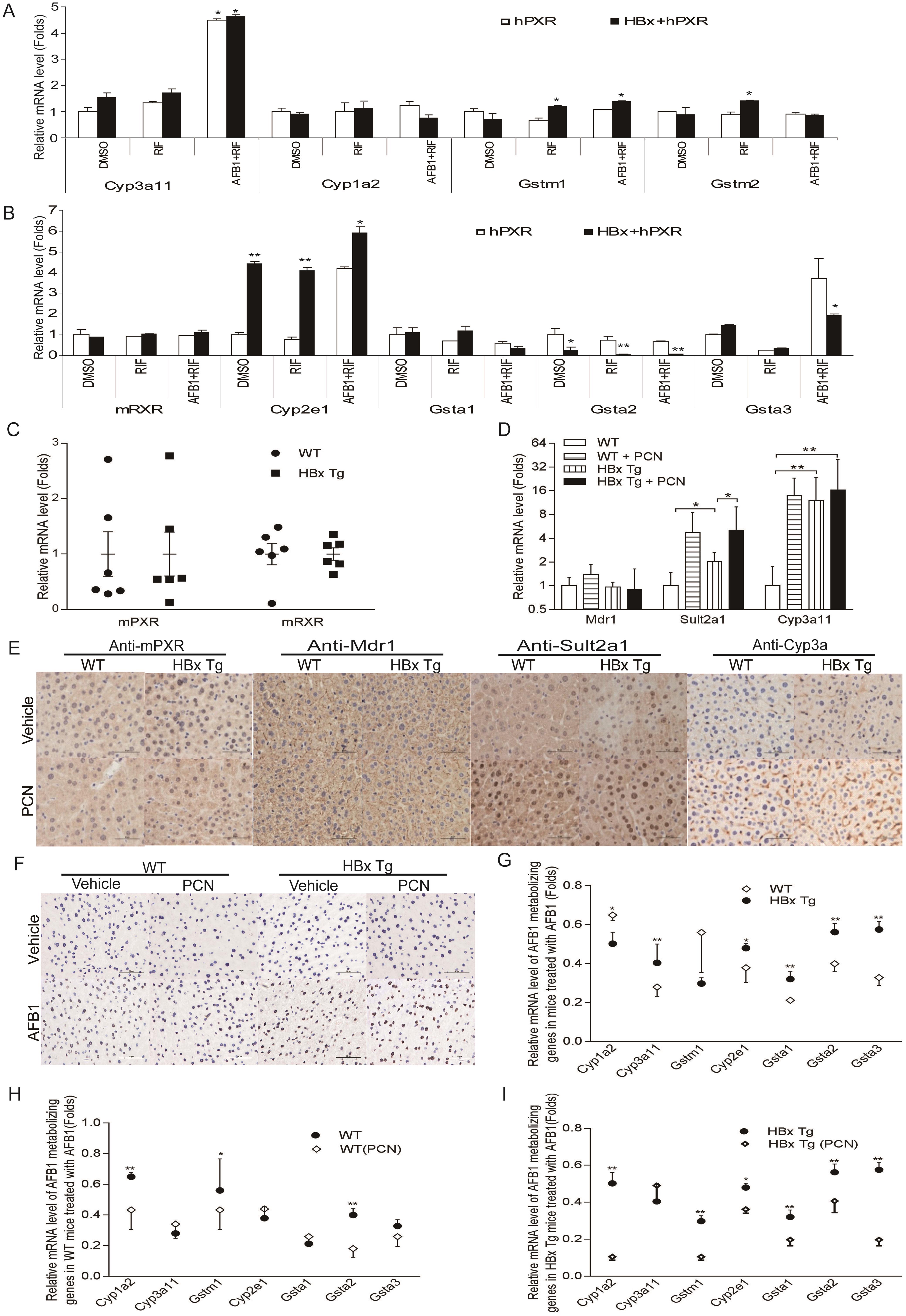 PXR-AFB1-metabolizing genes (Cyp3a11/Gstm1)-AFB1:DNA adduct signaling in HBx Tg mice.