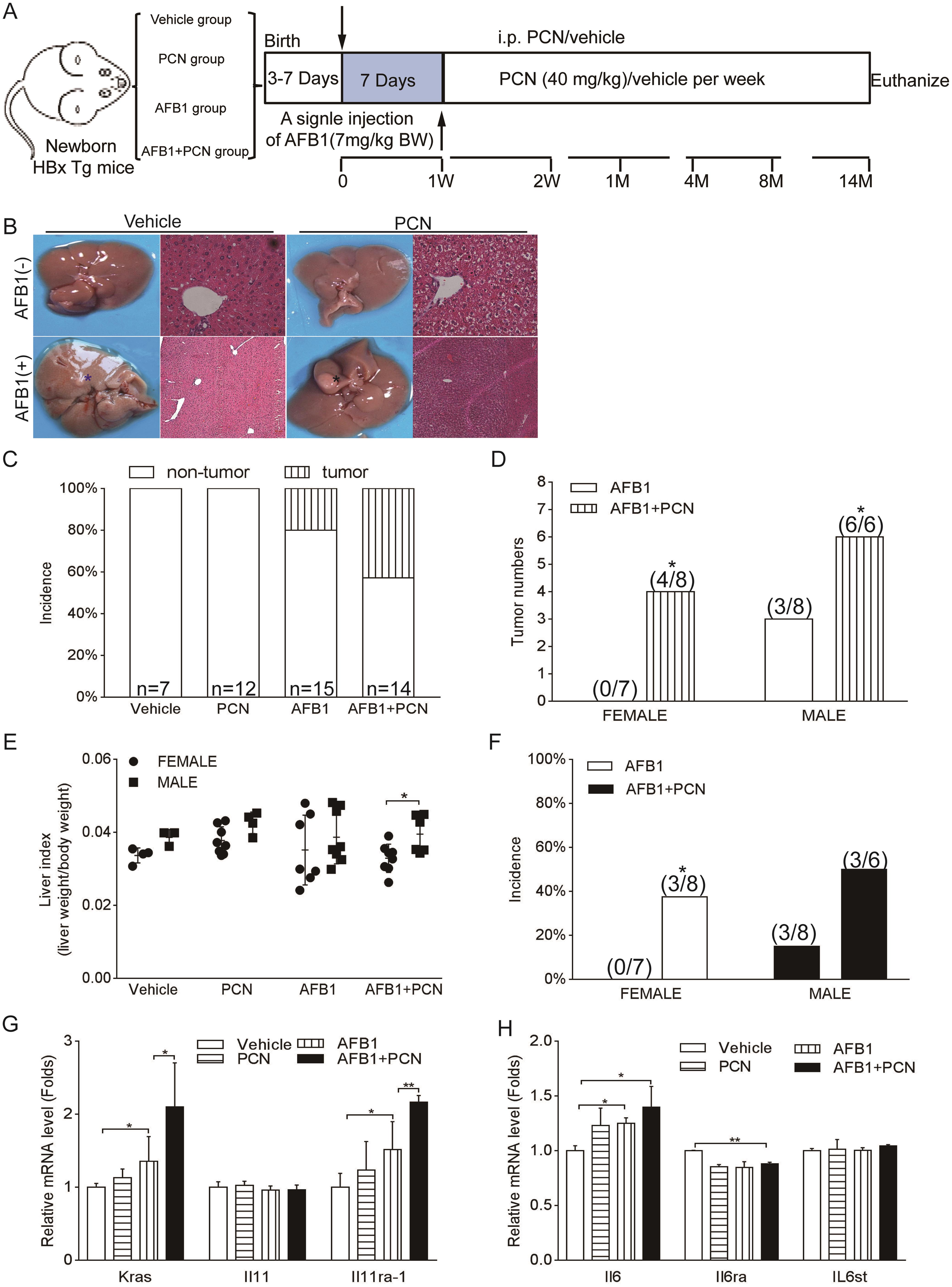 Molecular mechanism of tumorigenesis due to HBx and AFB1 co-exposure in mice.
