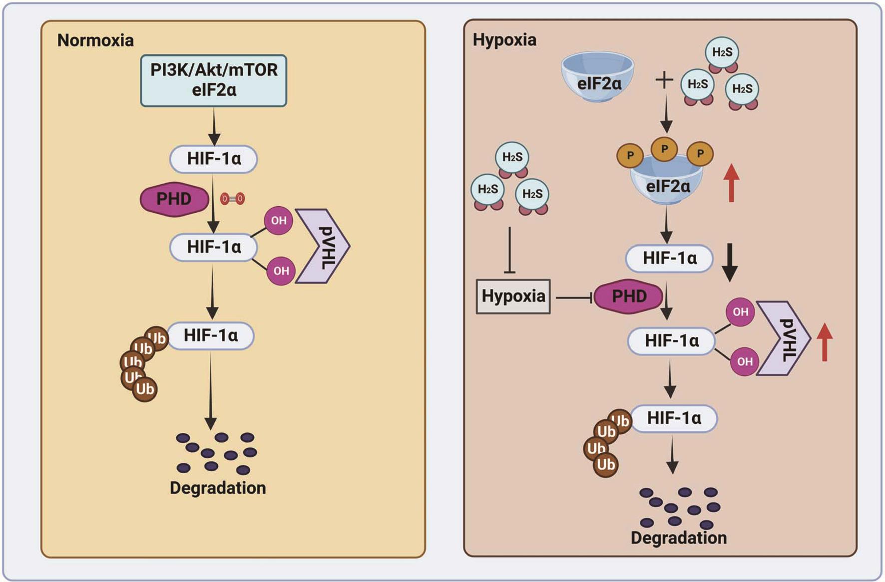 Pathways of HIF-1α synthesis/degradation under normoxic and hypoxic conditions.