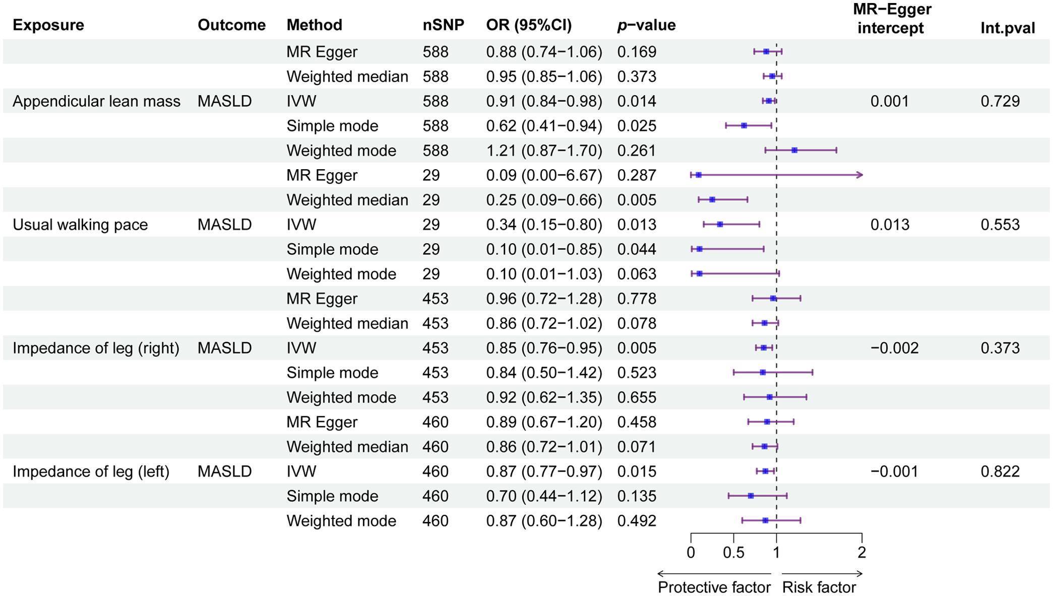 Summary of the causal associations between sarcopenia-related traits and MASLD in the MR analysis.