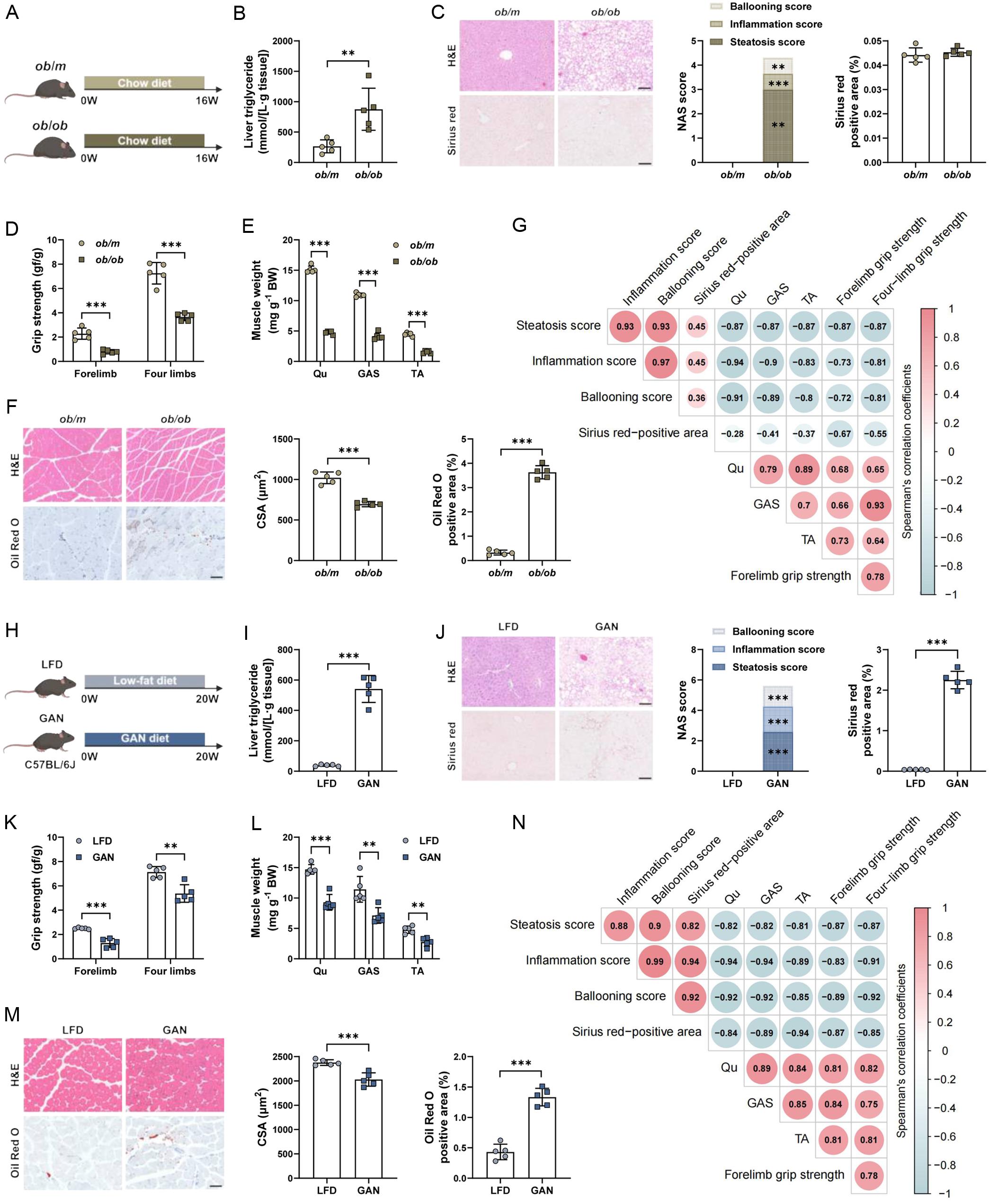The effects of MASLD on muscle mass and function.