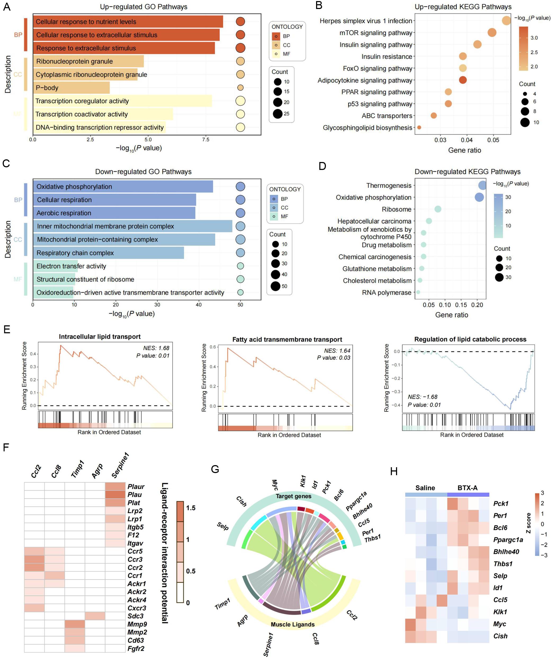 Transcriptional alterations in the liver and myokine signaling during sarcopenia.