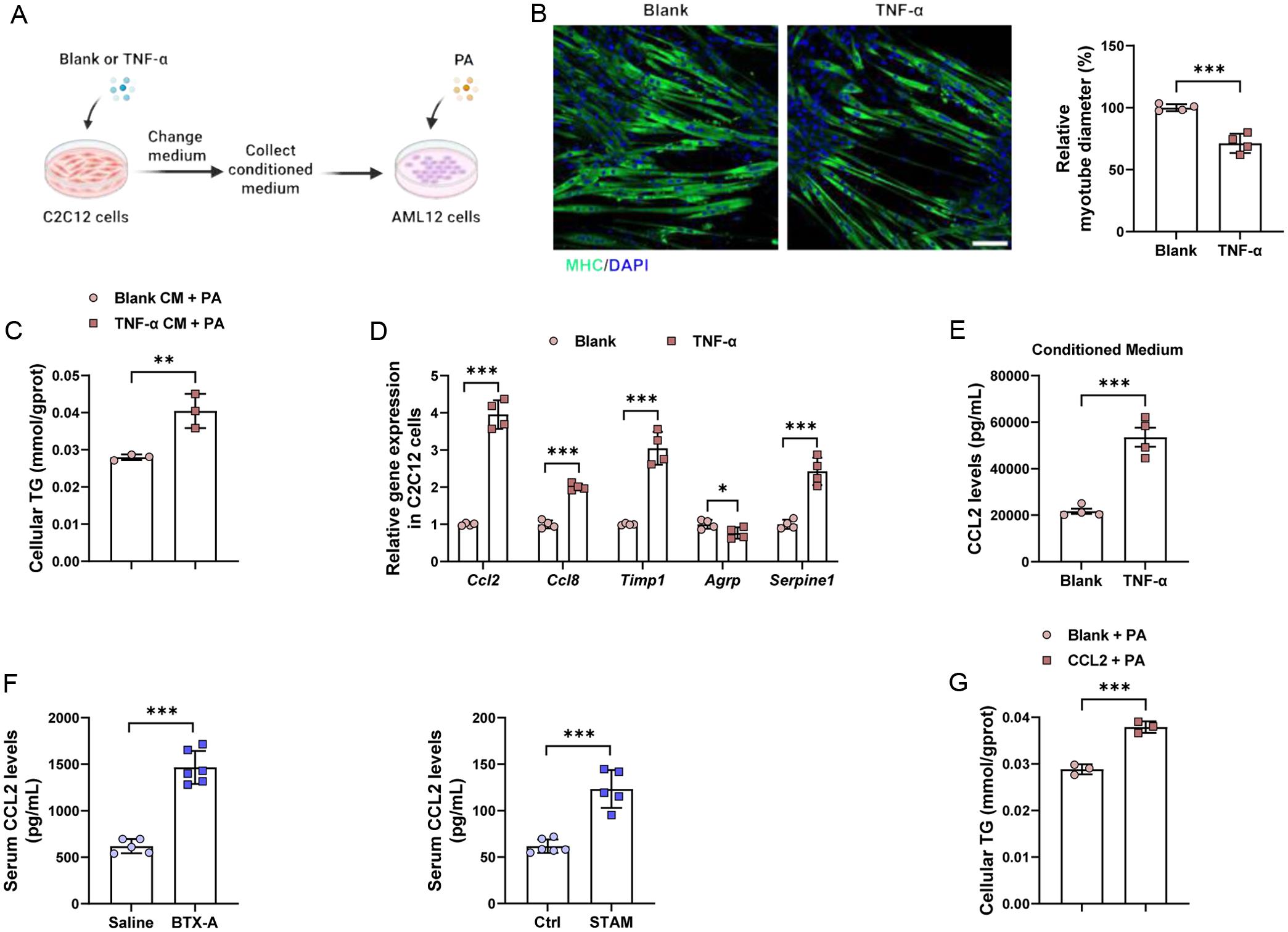 Effect of muscle atrophy on hepatic lipid metabolism <italic>in vitro</italic>.
