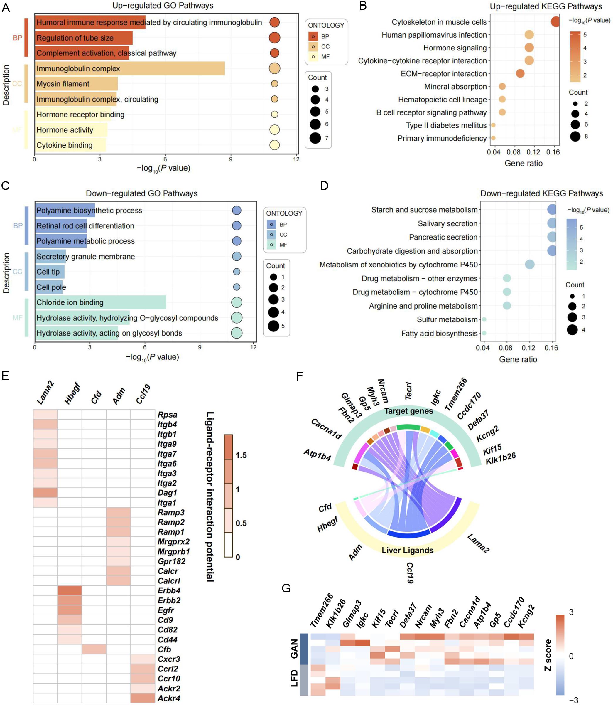 Transcriptional alterations in muscle and hepatokine signaling during MASLD.