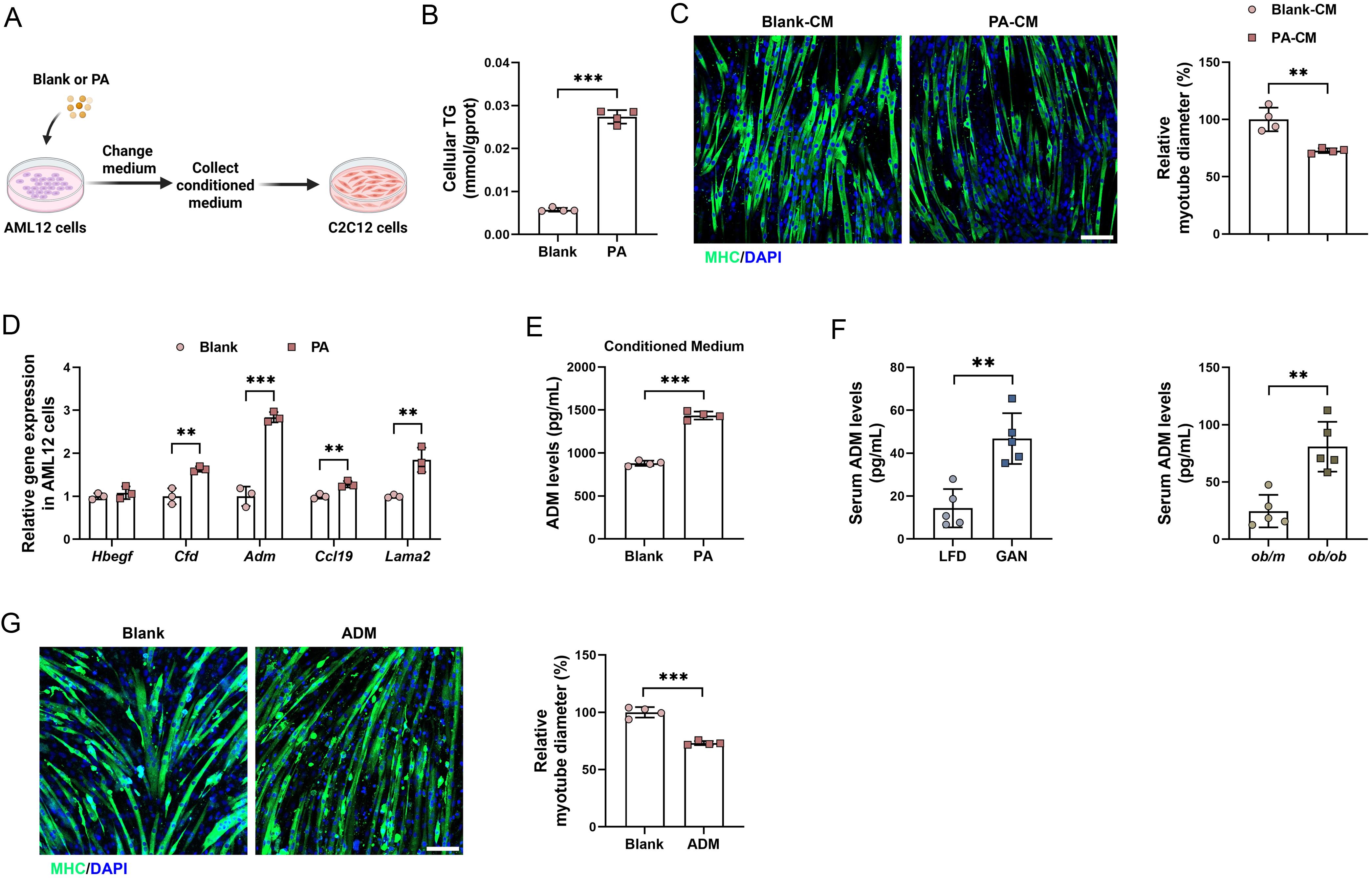 Effect of hepatic lipid accumulation on myotube atrophy <italic>in vitro</italic>.