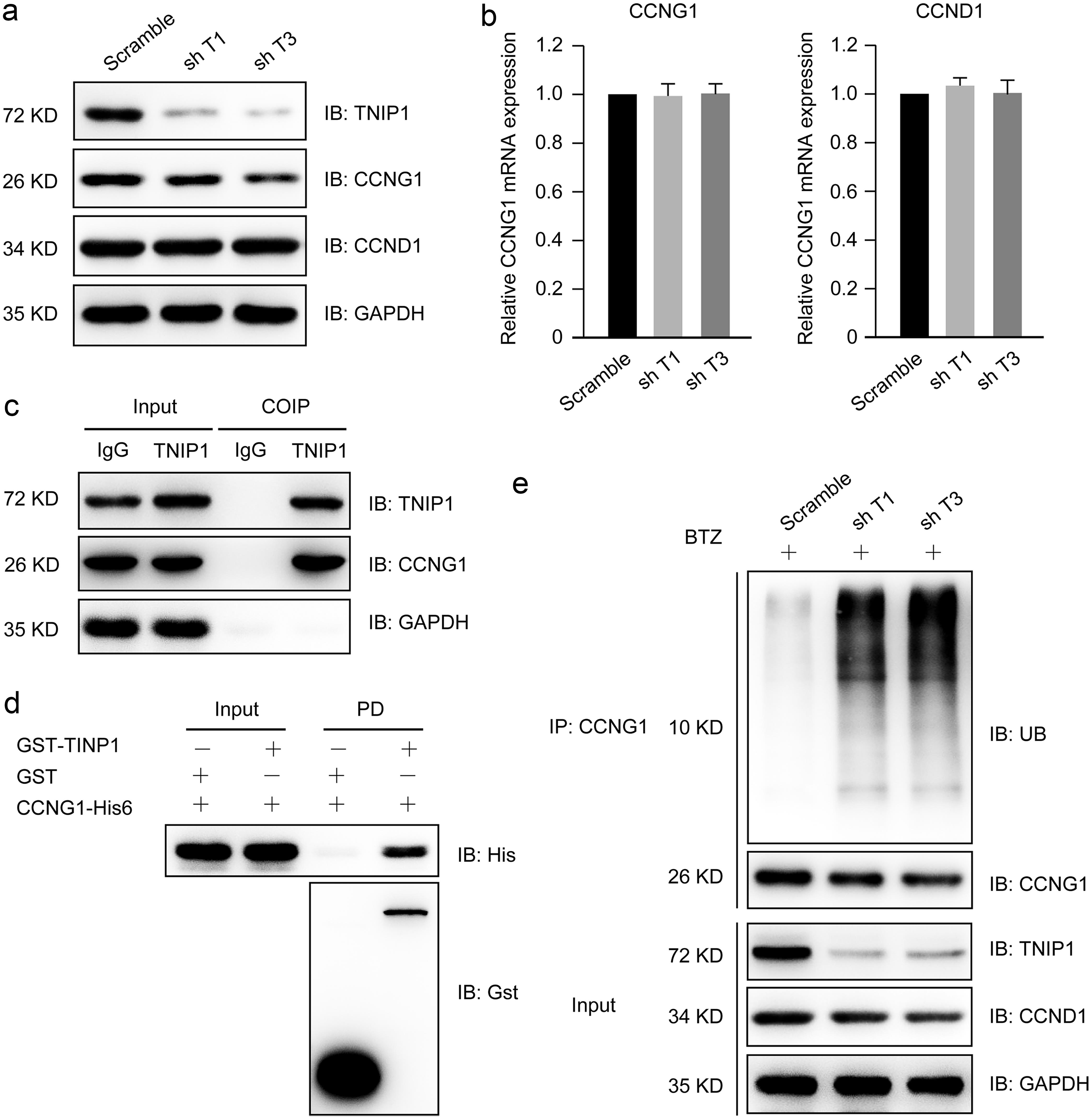 TNIP1 knockdown reduced the protein level of CCNG1, and TNIP1 directly interacted with CCNG1.