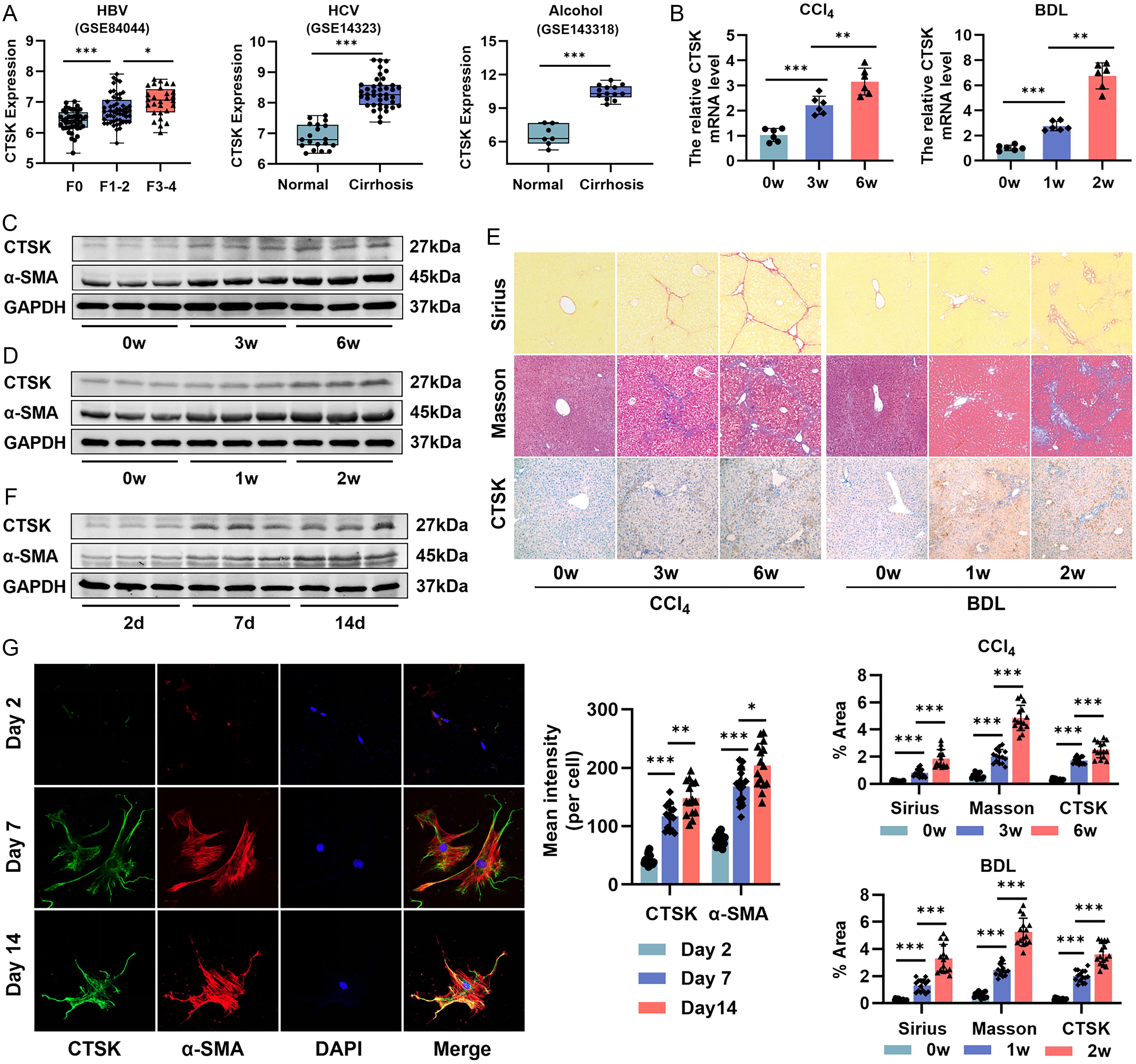 Analysis of CTSK expression in human and experimental liver fibrosis.