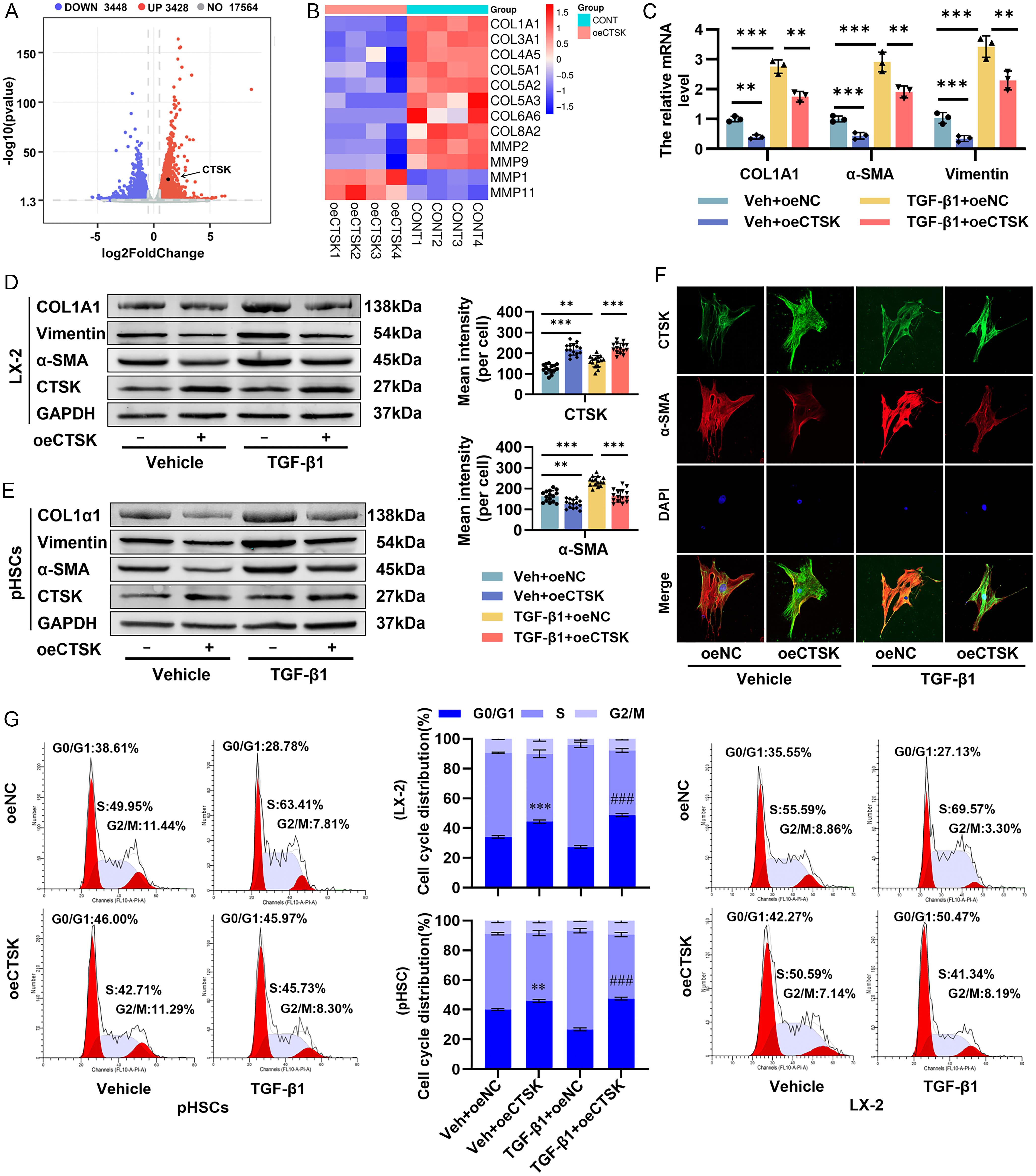 Effects of CTSK overexpression on HSC activation and proliferation <italic>in vitro</italic>.