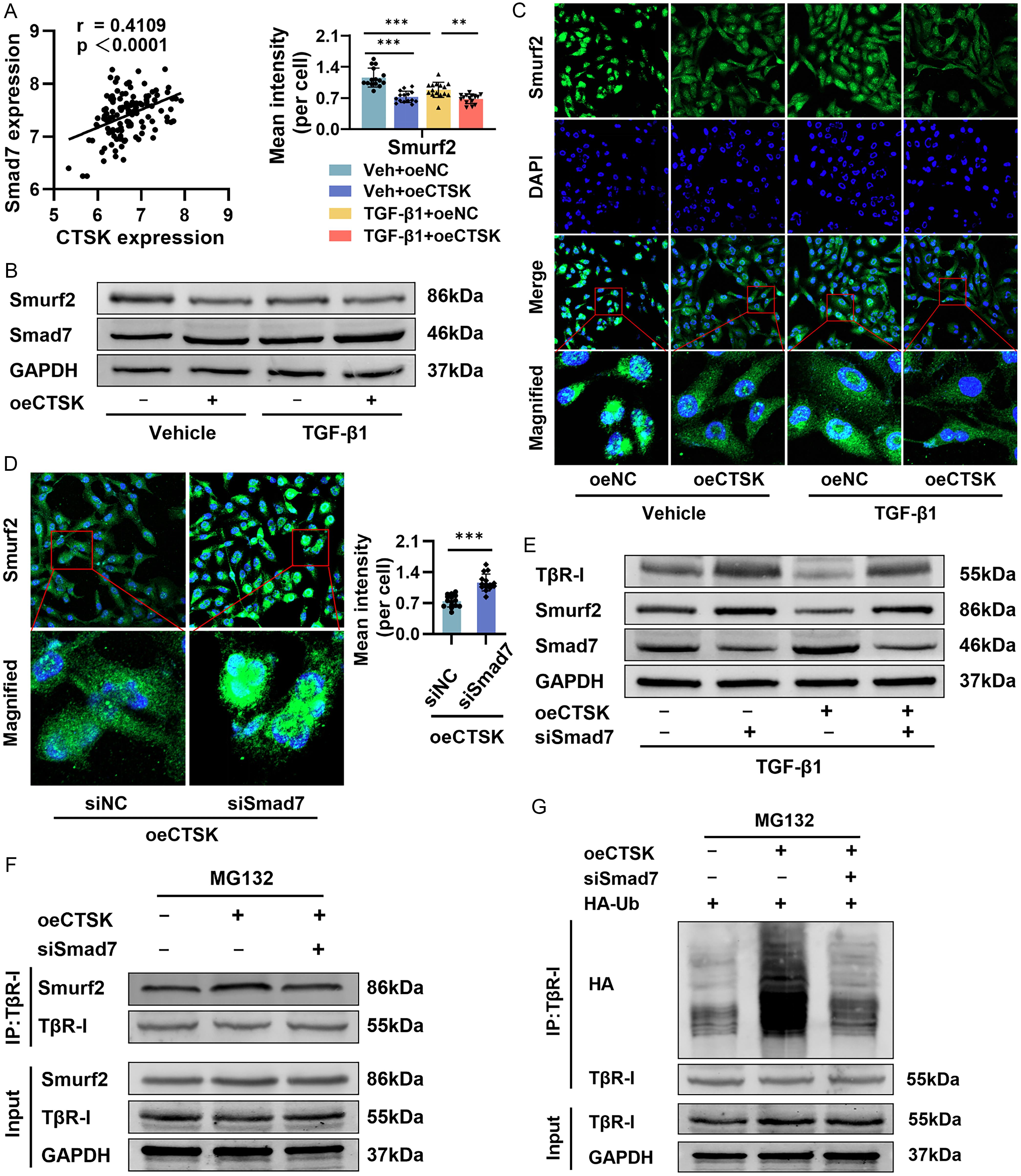 Effects of CTSK overexpression on Smad7/Smurf2 expression and their interaction with TβR-I.