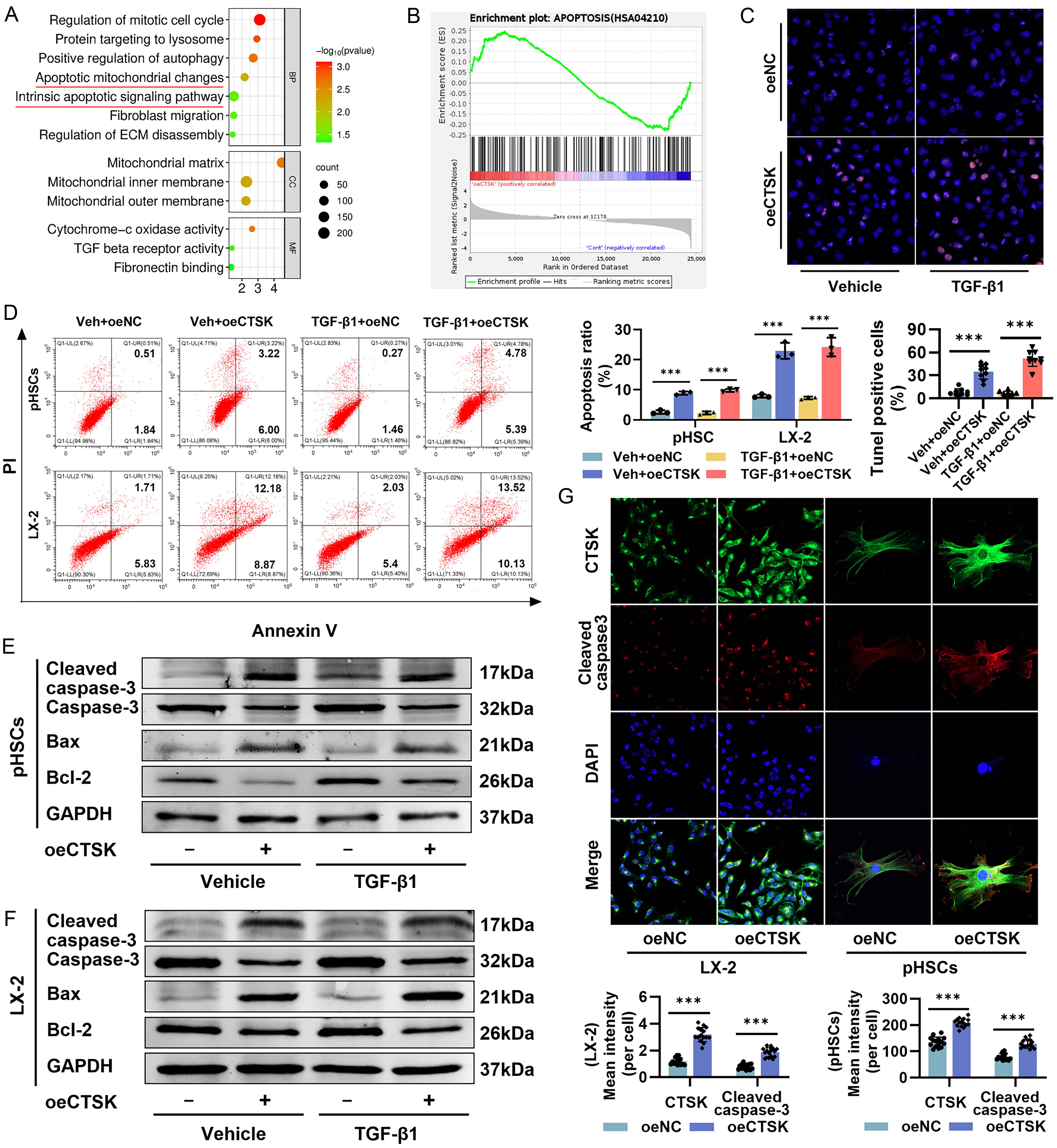Analysis of apoptosis and apoptosis-related protein expression in HSCs overexpressing CTSK.