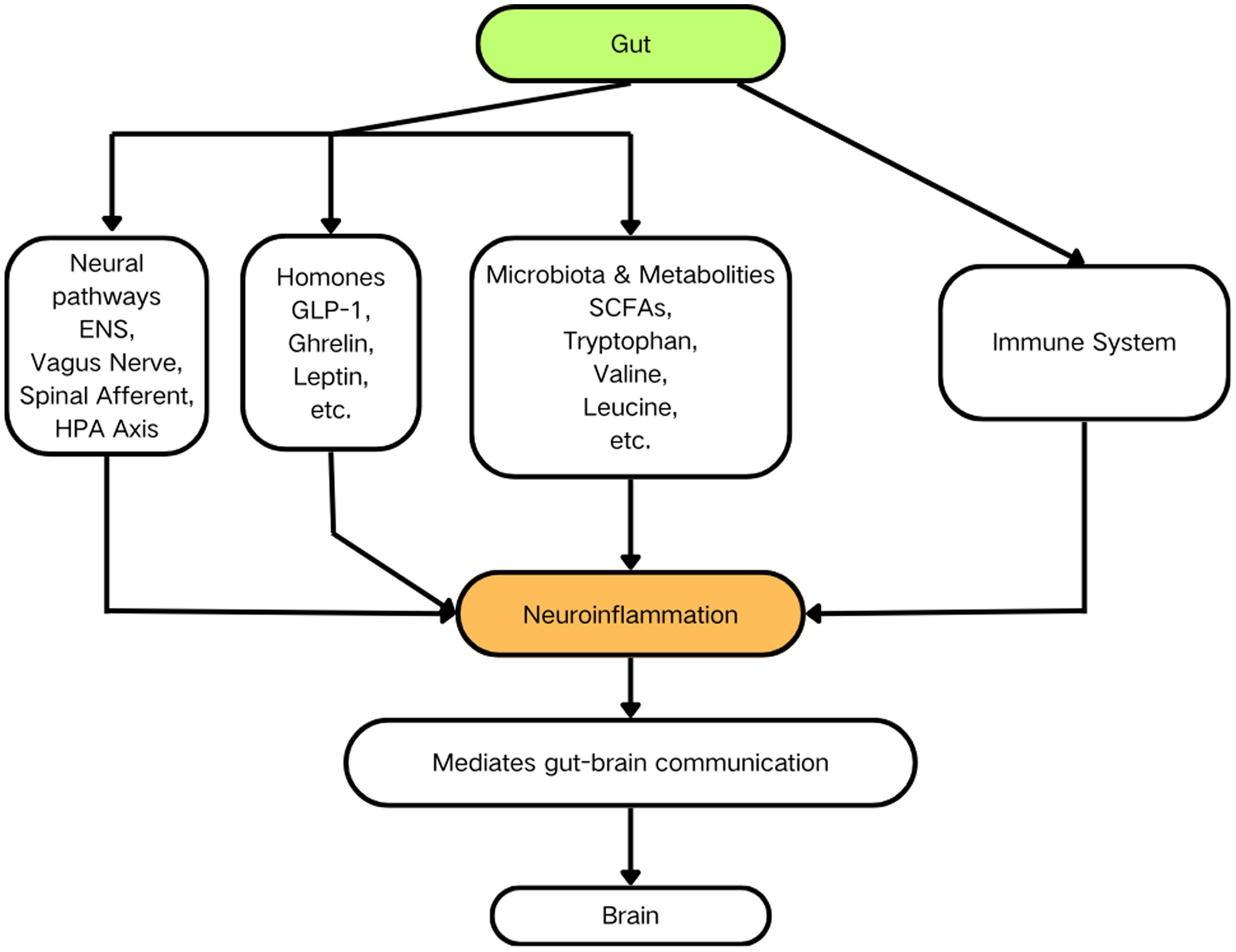 The gut–brain–immune triad: A key component in the pathogenesis of neurodegenerative diseases.