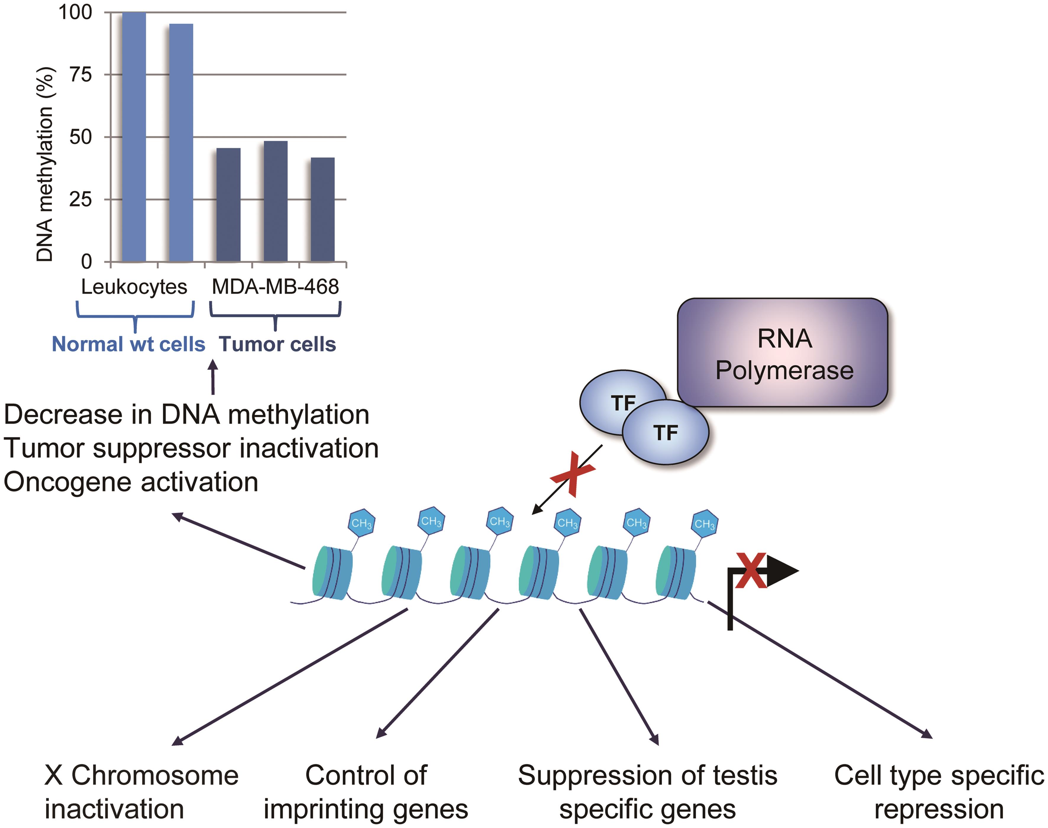 DNA methylation and its role in benign and malignant cells.